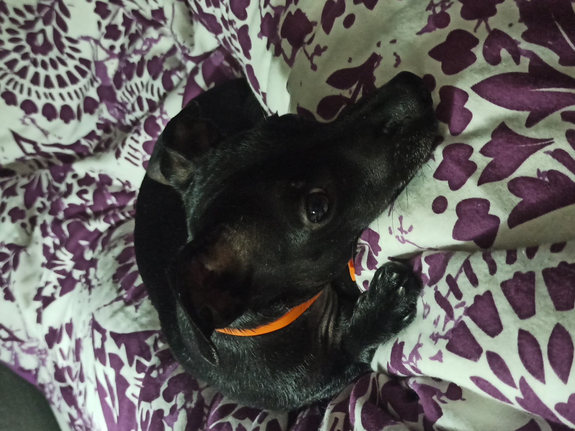 A black dog's evening at home in Minsk