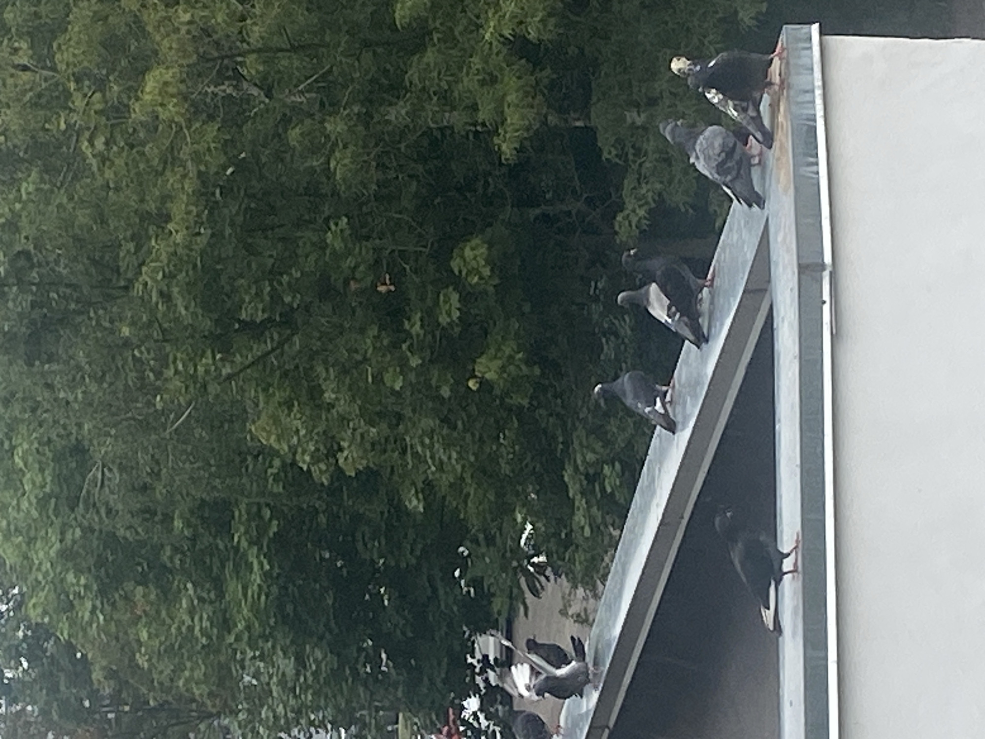 Pigeons on a Brest rooftop, summer morning