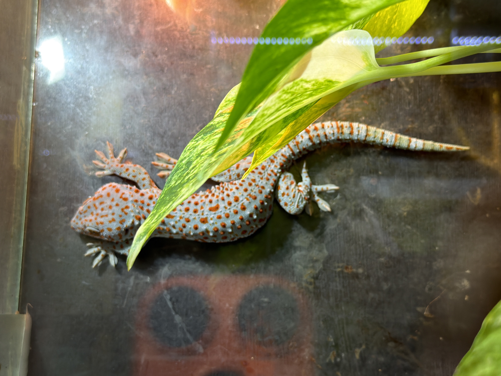 Zoo or exotic animal park visit, wide range of species