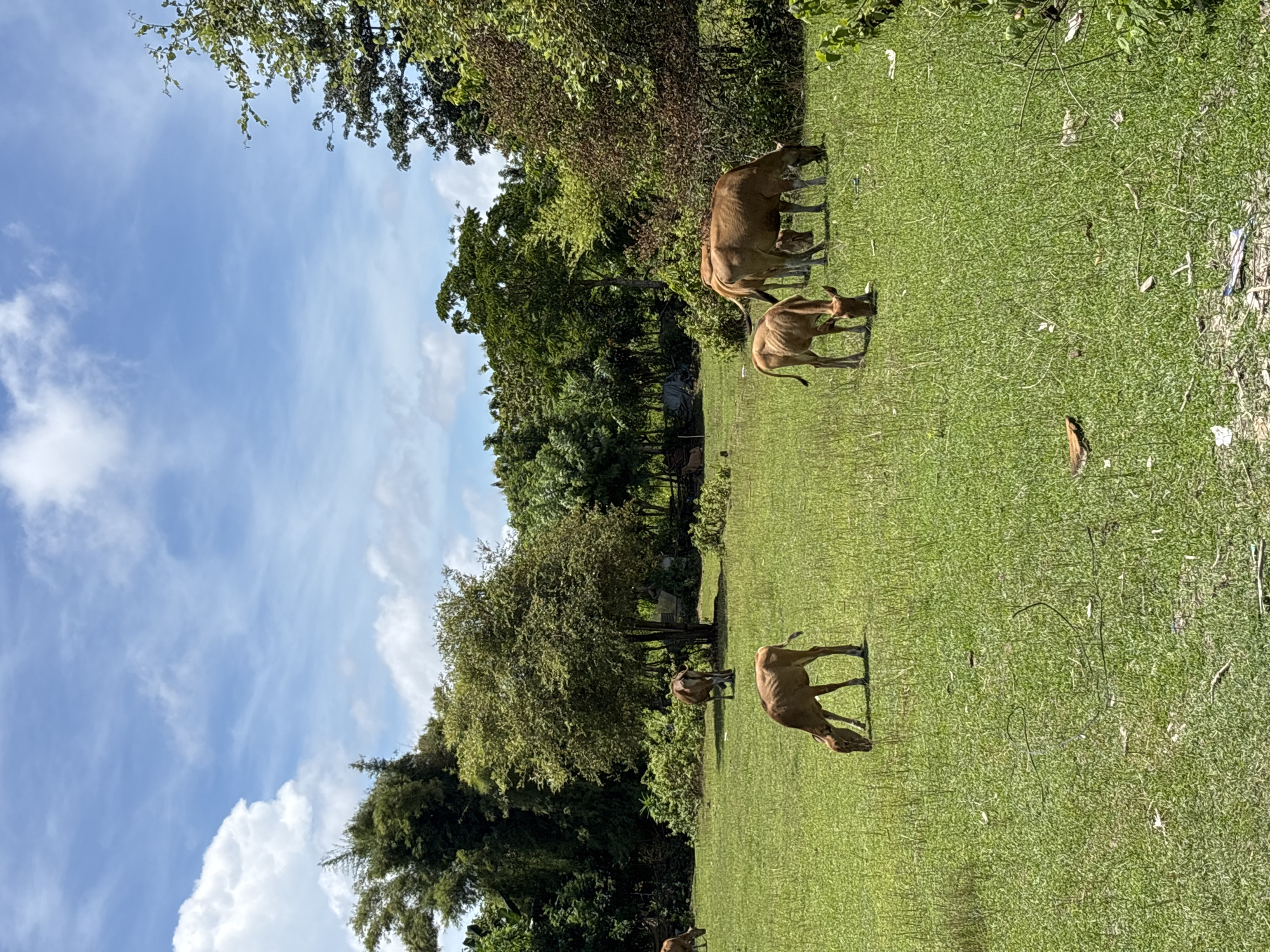 Cattle graze in pastoral field in Ungasan, Indonesia