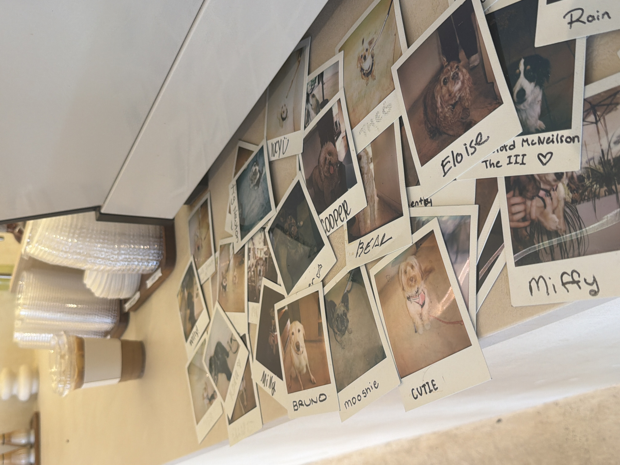 Dog photo collection displayed on Los Angeles wall
