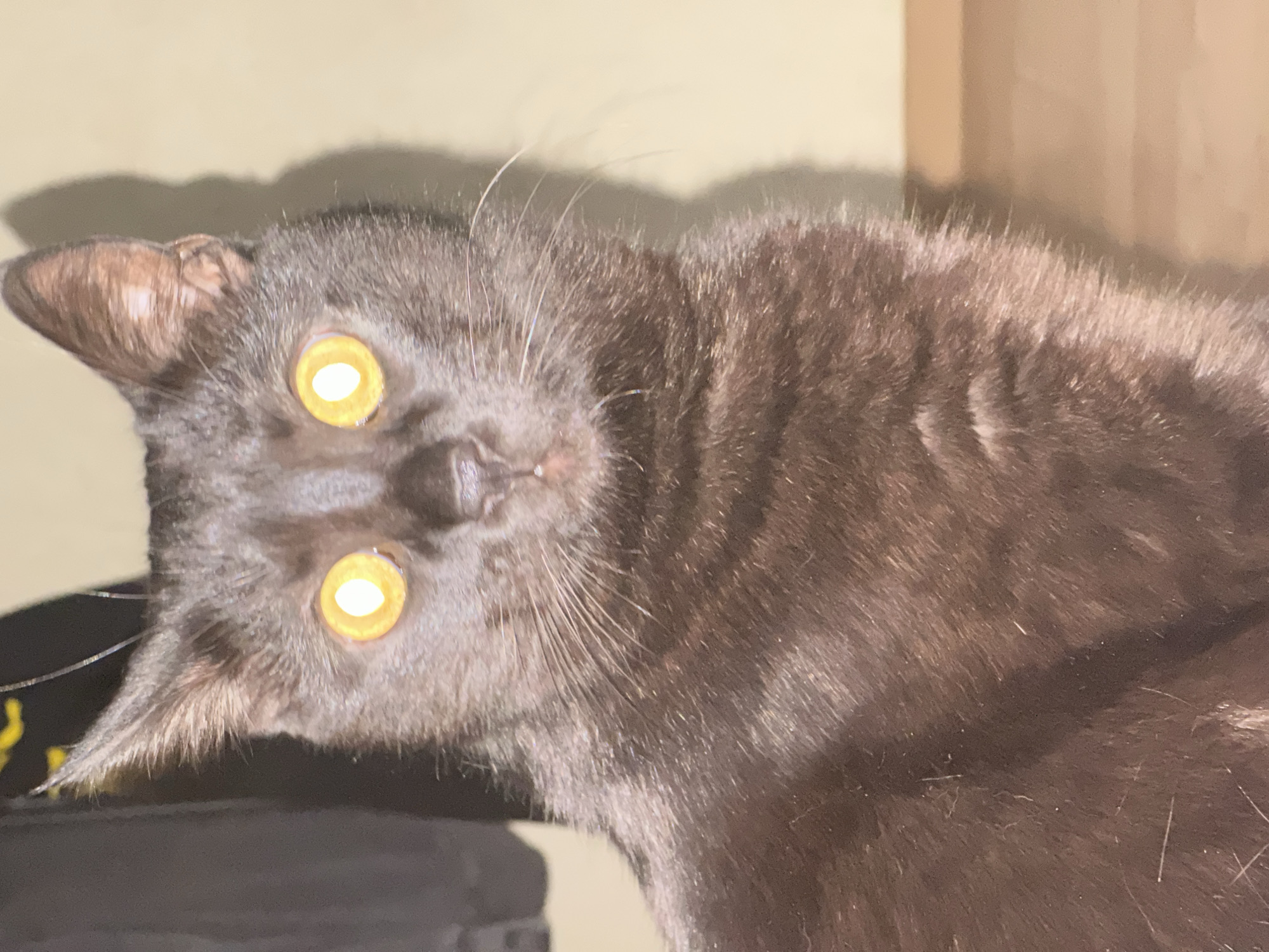 Black cat with yellow eyes stares down the camera in Krasnodar