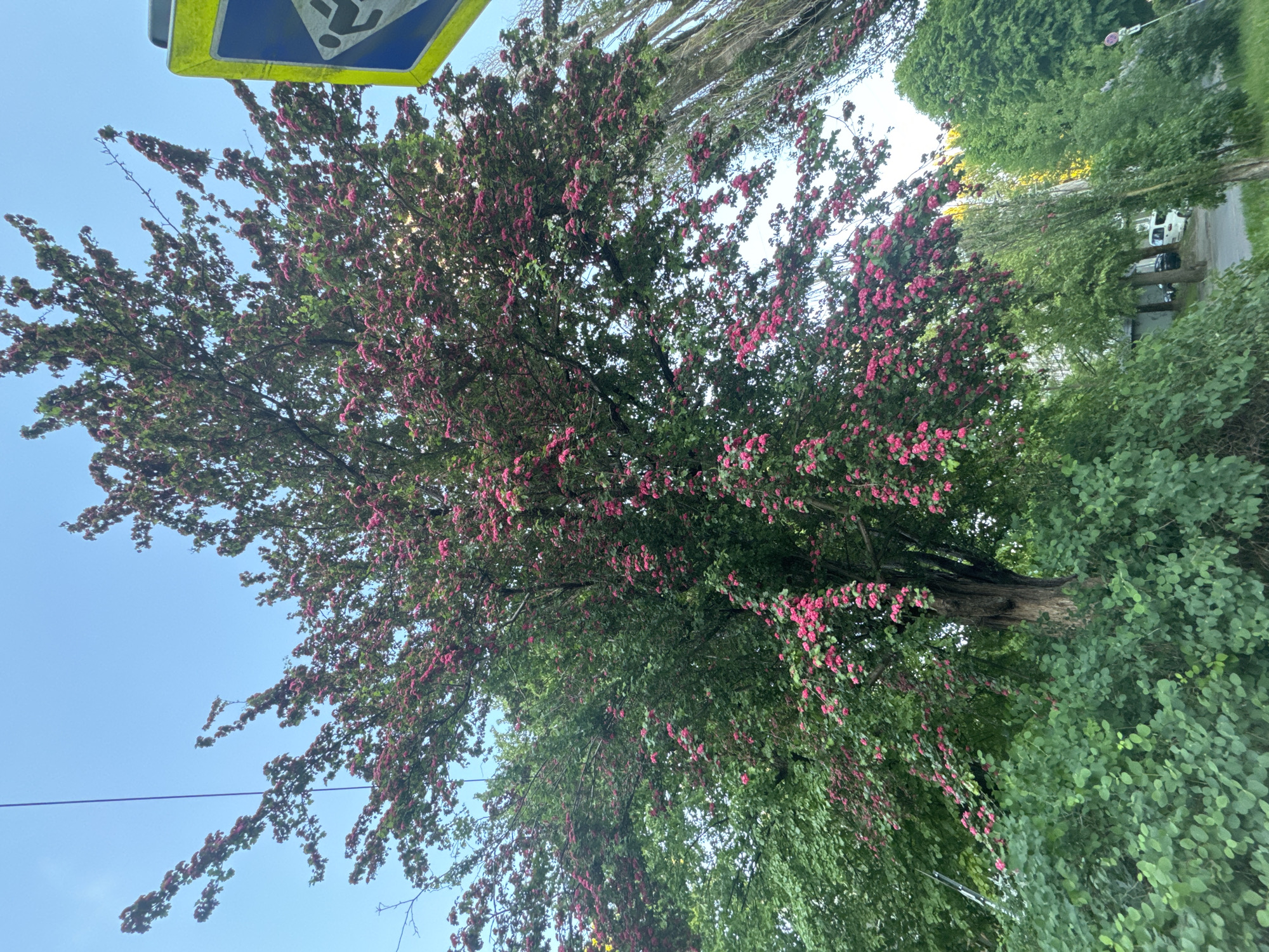 Spring blossoms and urban streetscape documented in unknown city