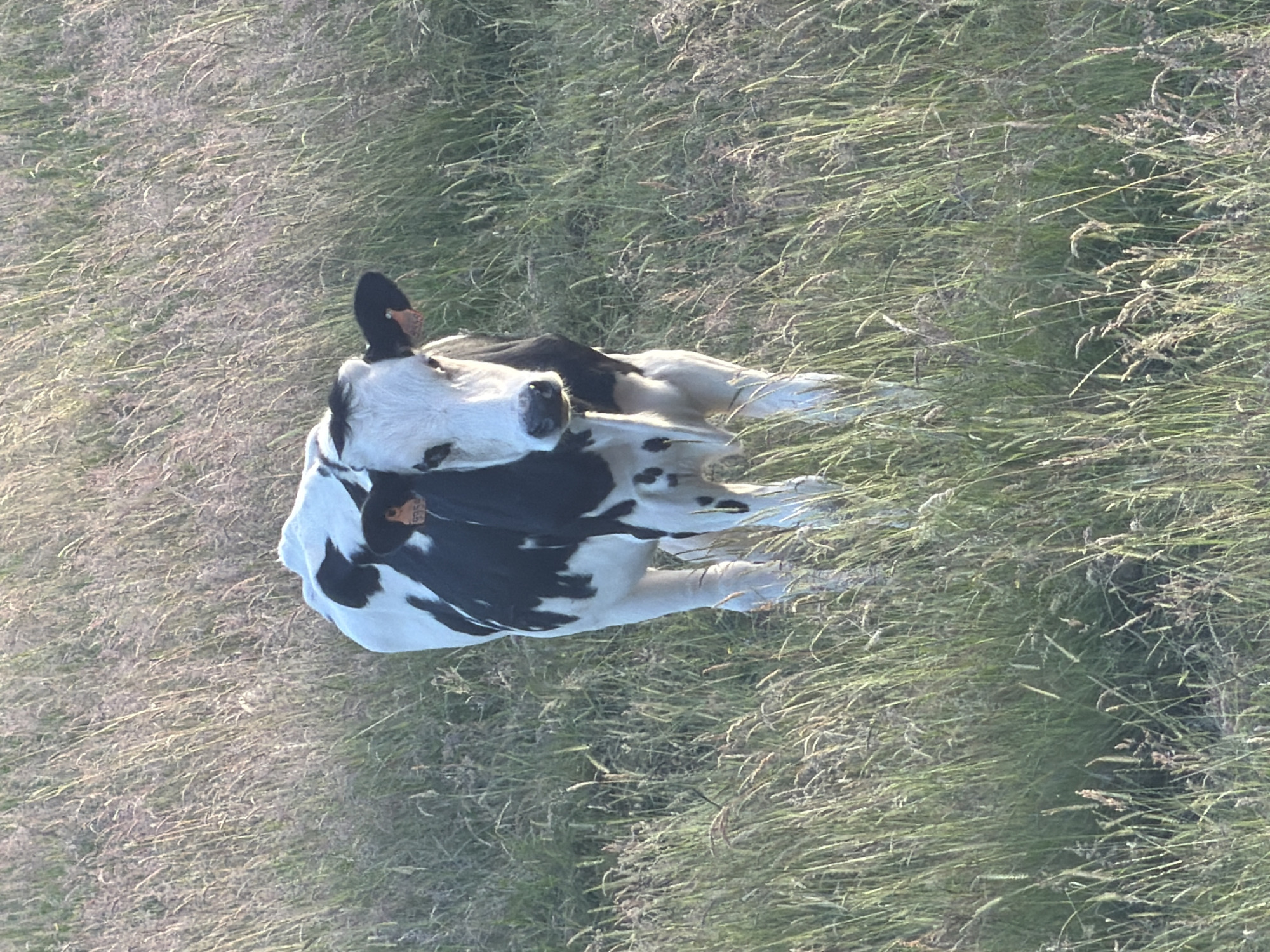Cow grazing at sunset in Junglinster countryside