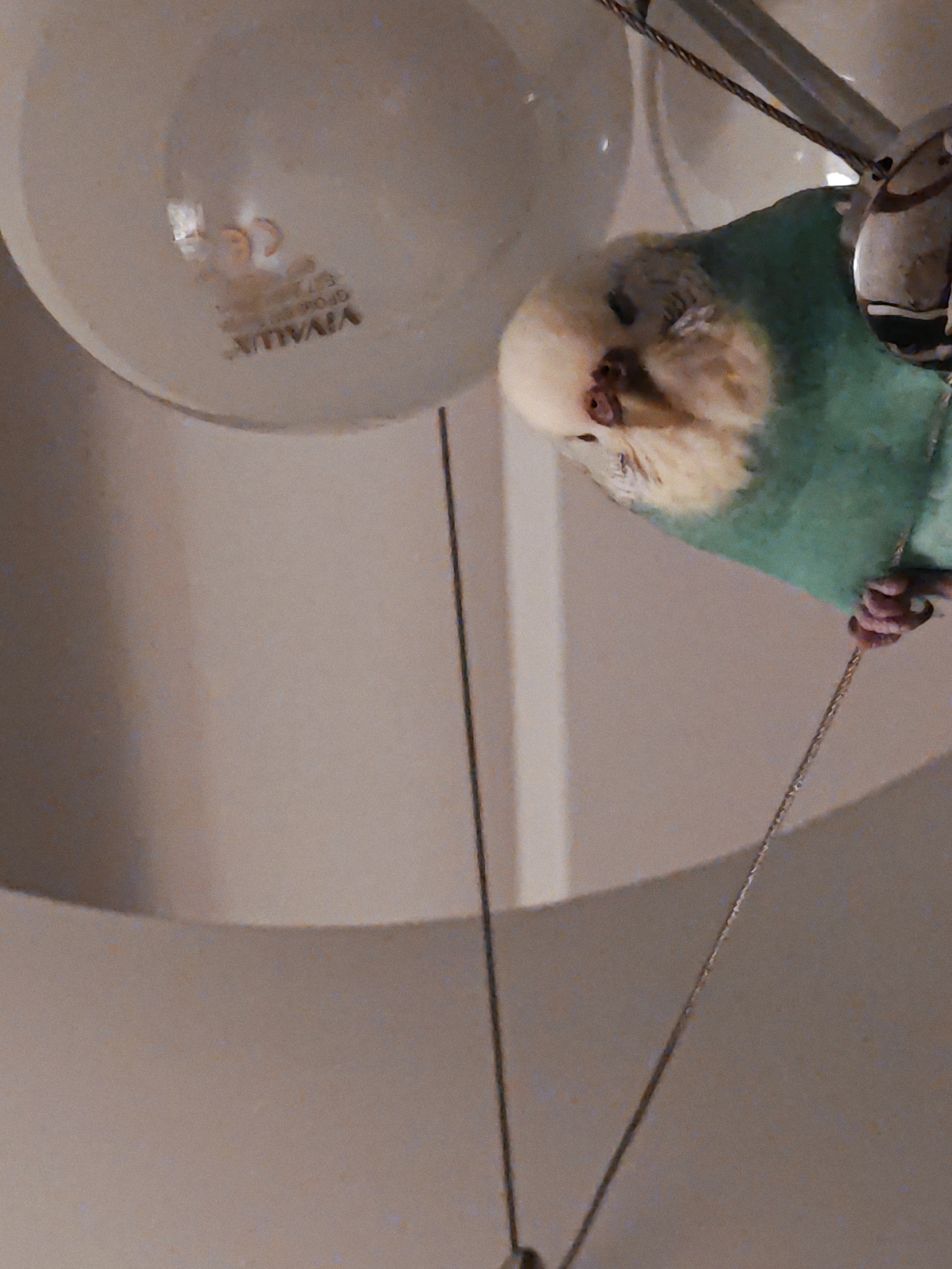 Close-up still lifes: birds, flowers, food, and found objects