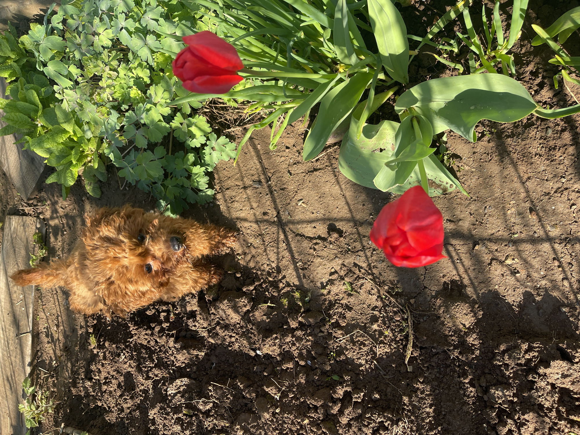 Morning garden life captured in Sofia: poodle, snails, tulips