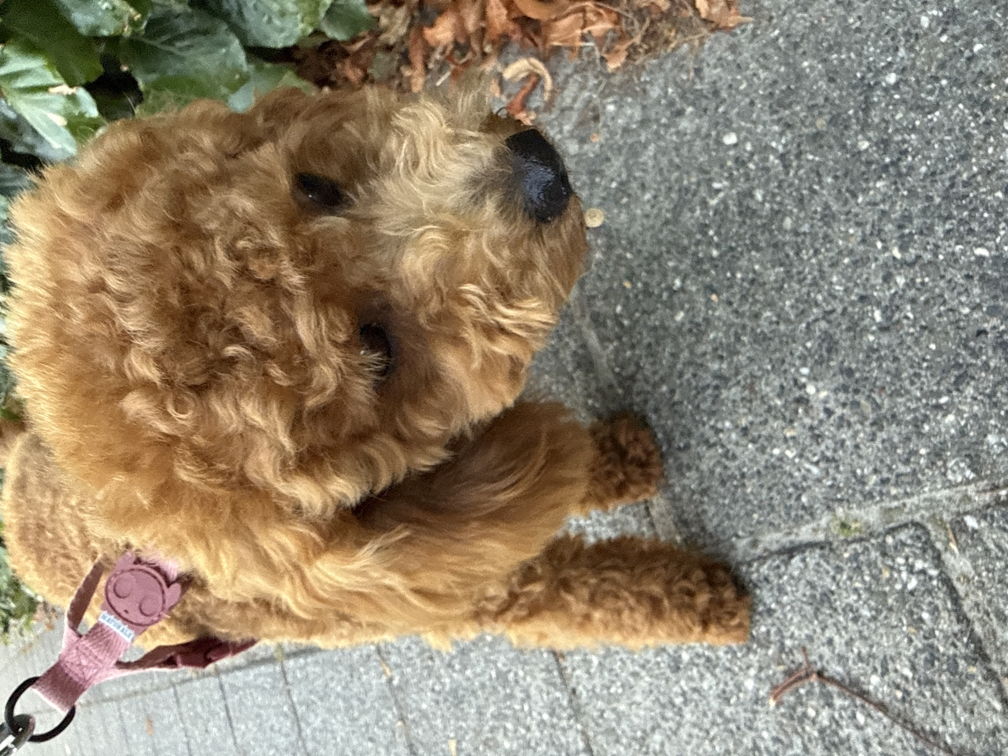 Evening walk with a poodle under a Dutch golden-hour sky