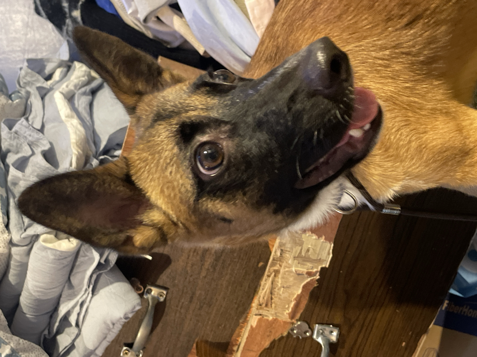 German Shepherd mix lounges on clothes pile in Davao home