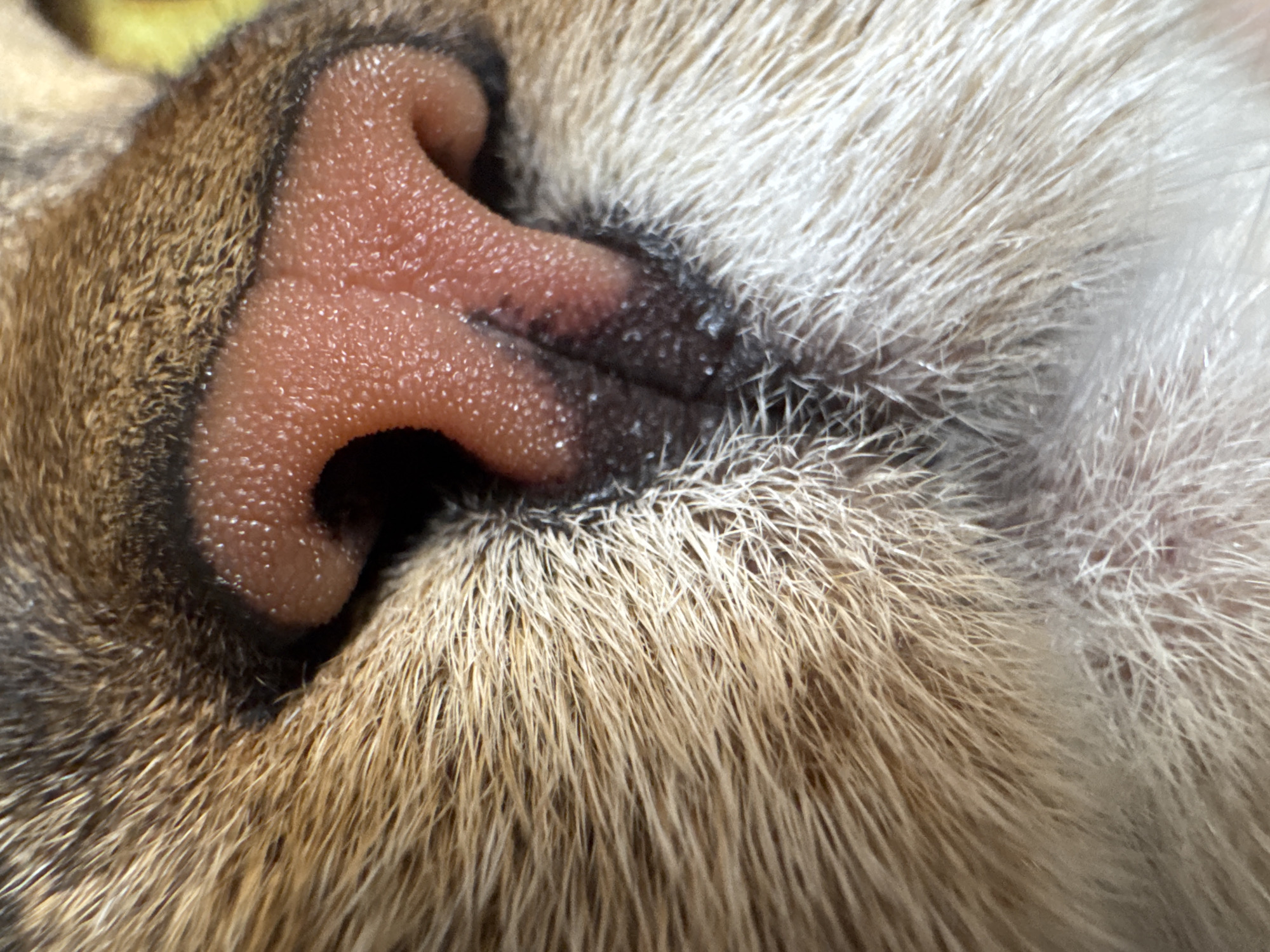 Macro pet portraits and houseplants from a Mikhaylovsk home