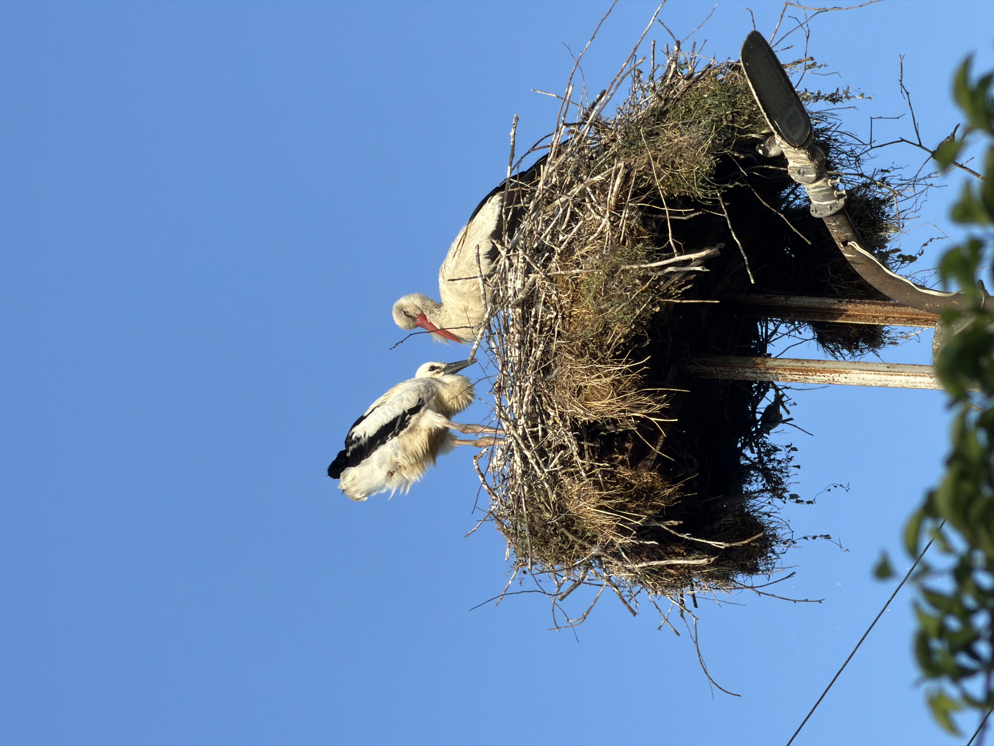 Stork nest observation in Tvarditsa, Bulgaria