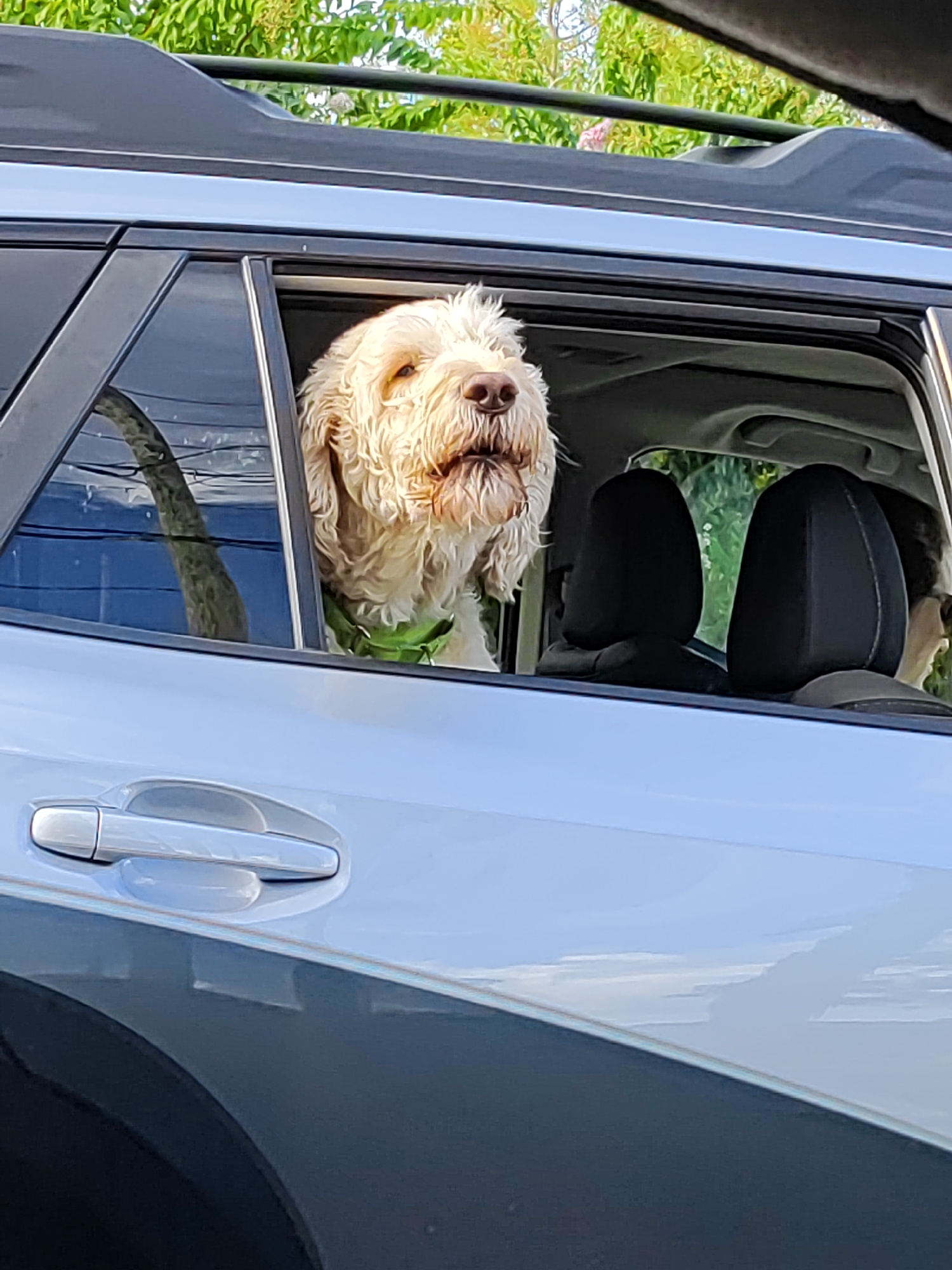 Doodle dog hangs out the window of a silver SUV in Largo