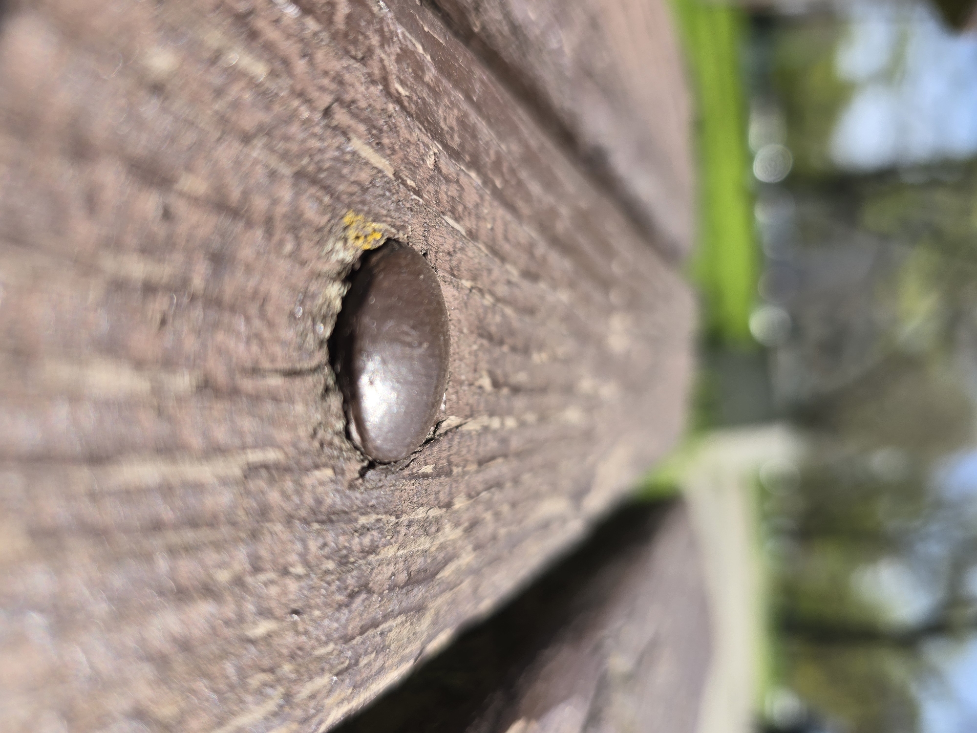 Close-up photos capture wood grain and dandelion seeds outdoors