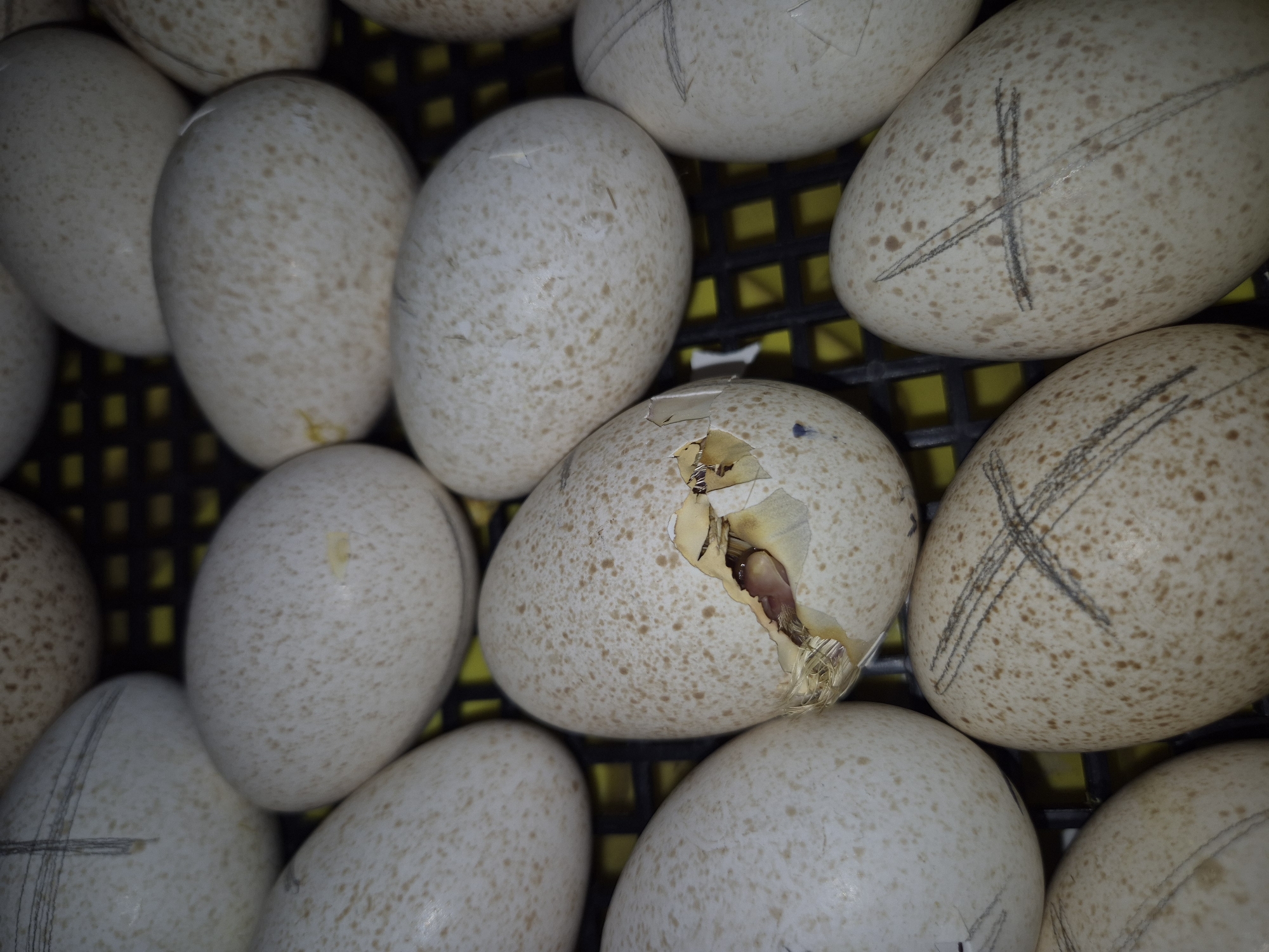 Chicks hatch from incubated eggs in Bulgarian village