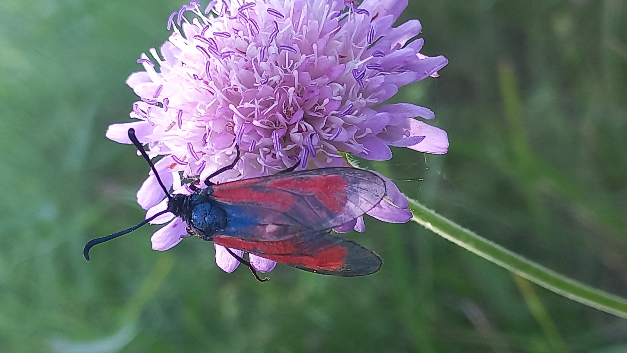 Wildflowers, garden blooms, and backyard life in rural Belarus