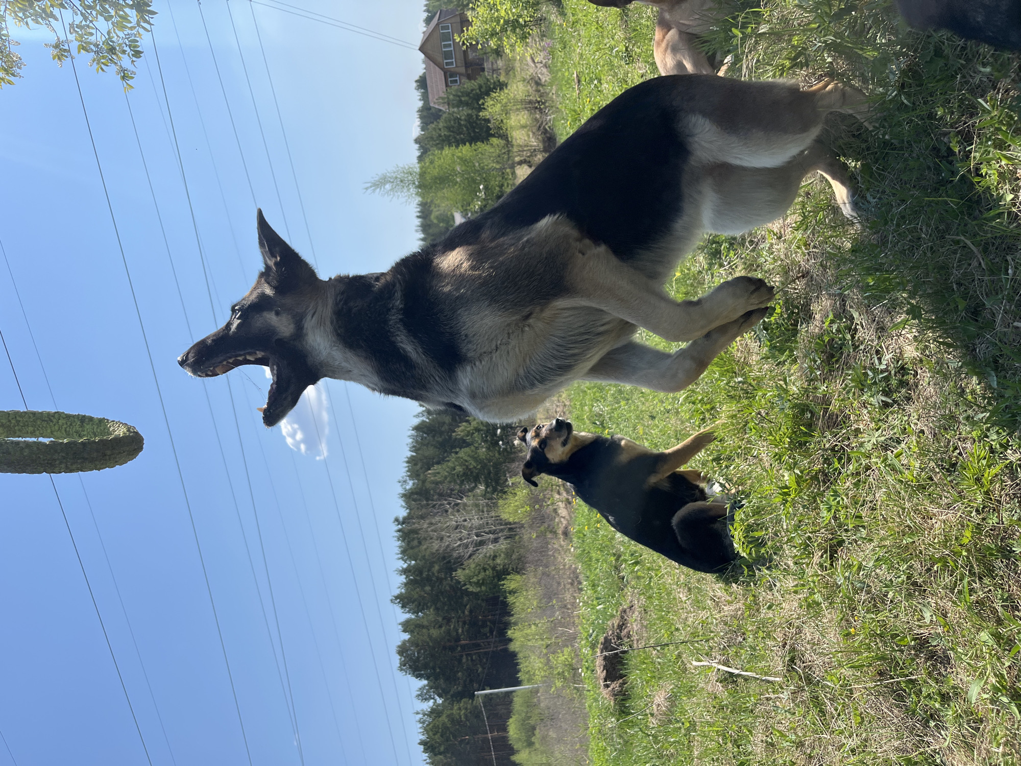 Dogs play and rest in grassy field in Nizhny Tagil