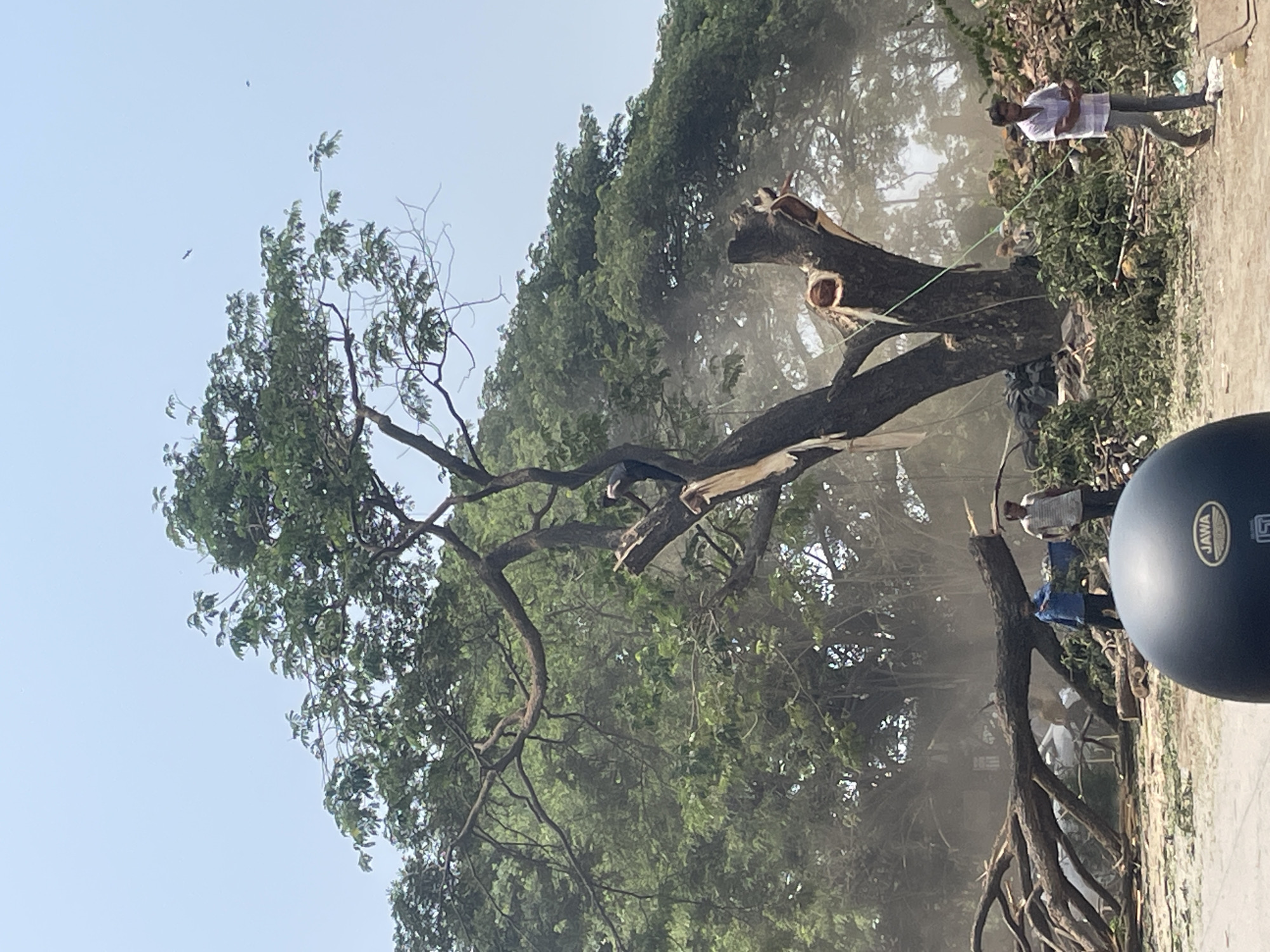 Tree removal operations underway in Mumbai park