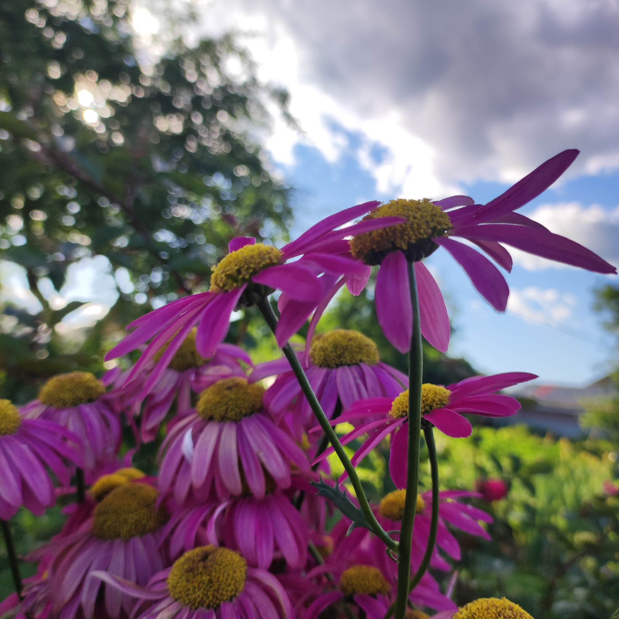 Navoloki garden in full summer bloom, flower by flower