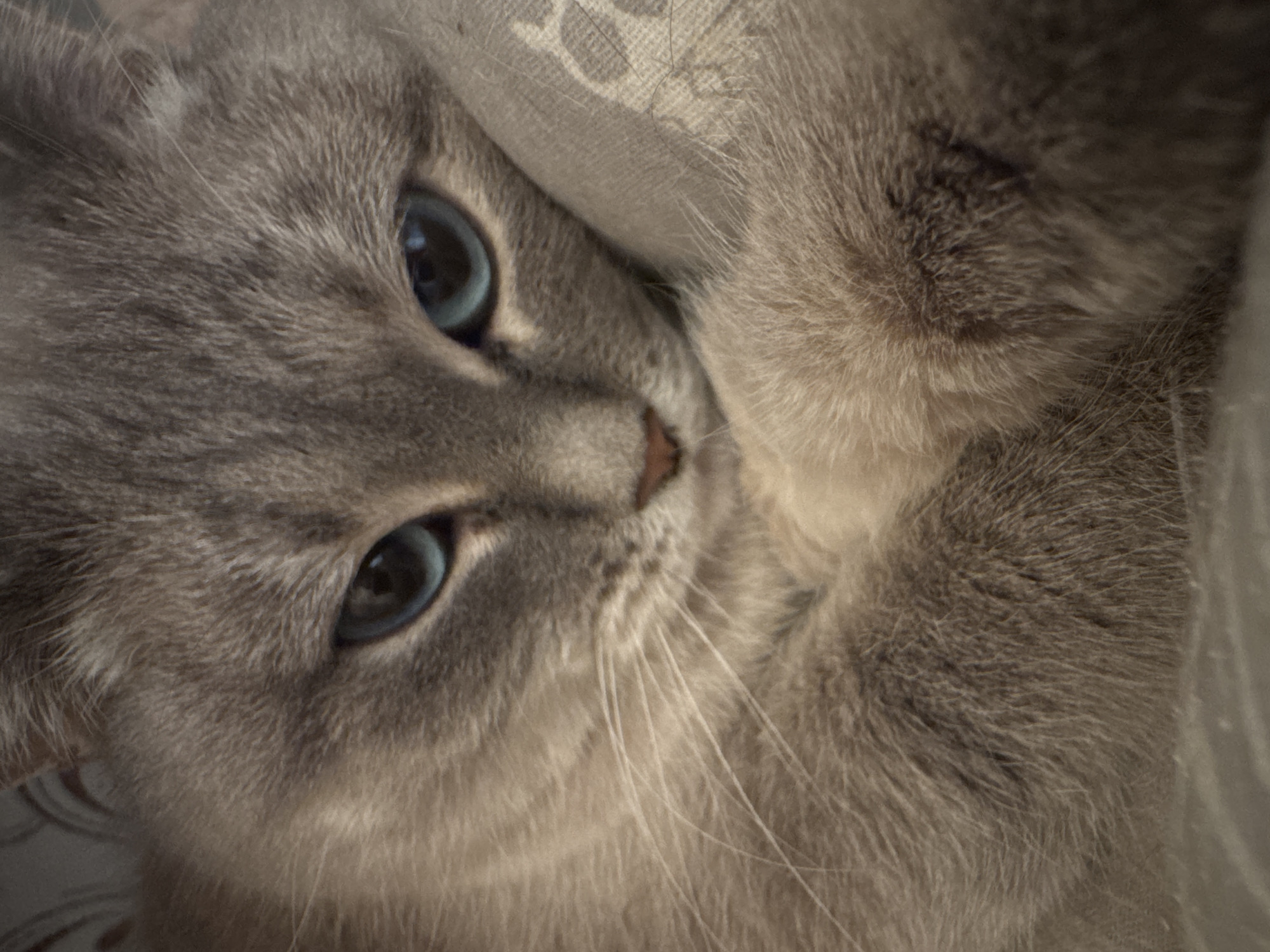Domestic life moments documented in Izhevsk home