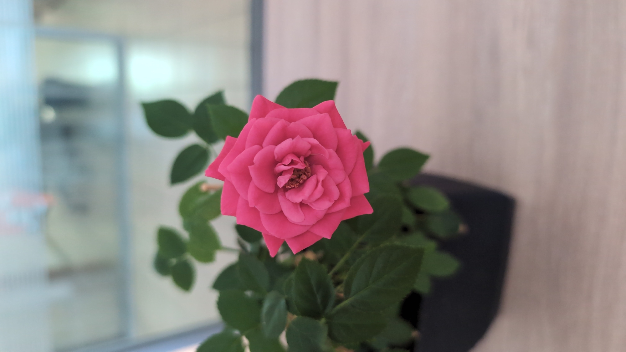 Early morning scenes captured in Burgas: roses and port
