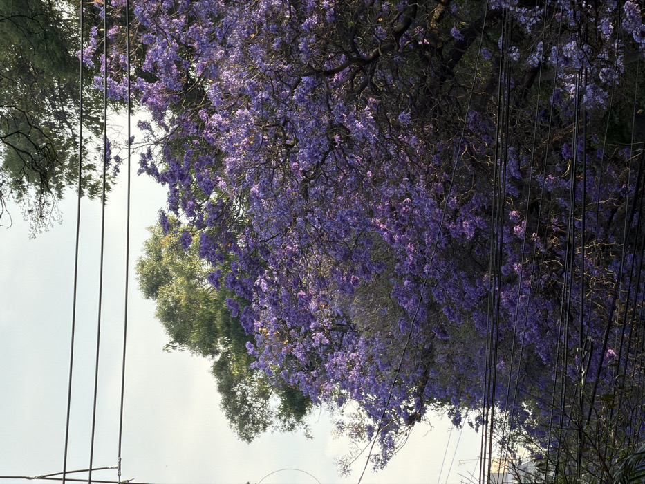 Blooming Jacaranda tree photographed in Mexico City