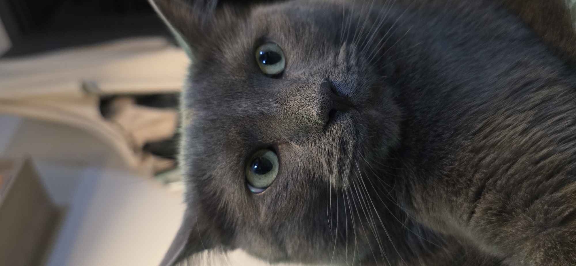 Gray cat portraits and Vratsa at dusk, one evening in Bulgaria.