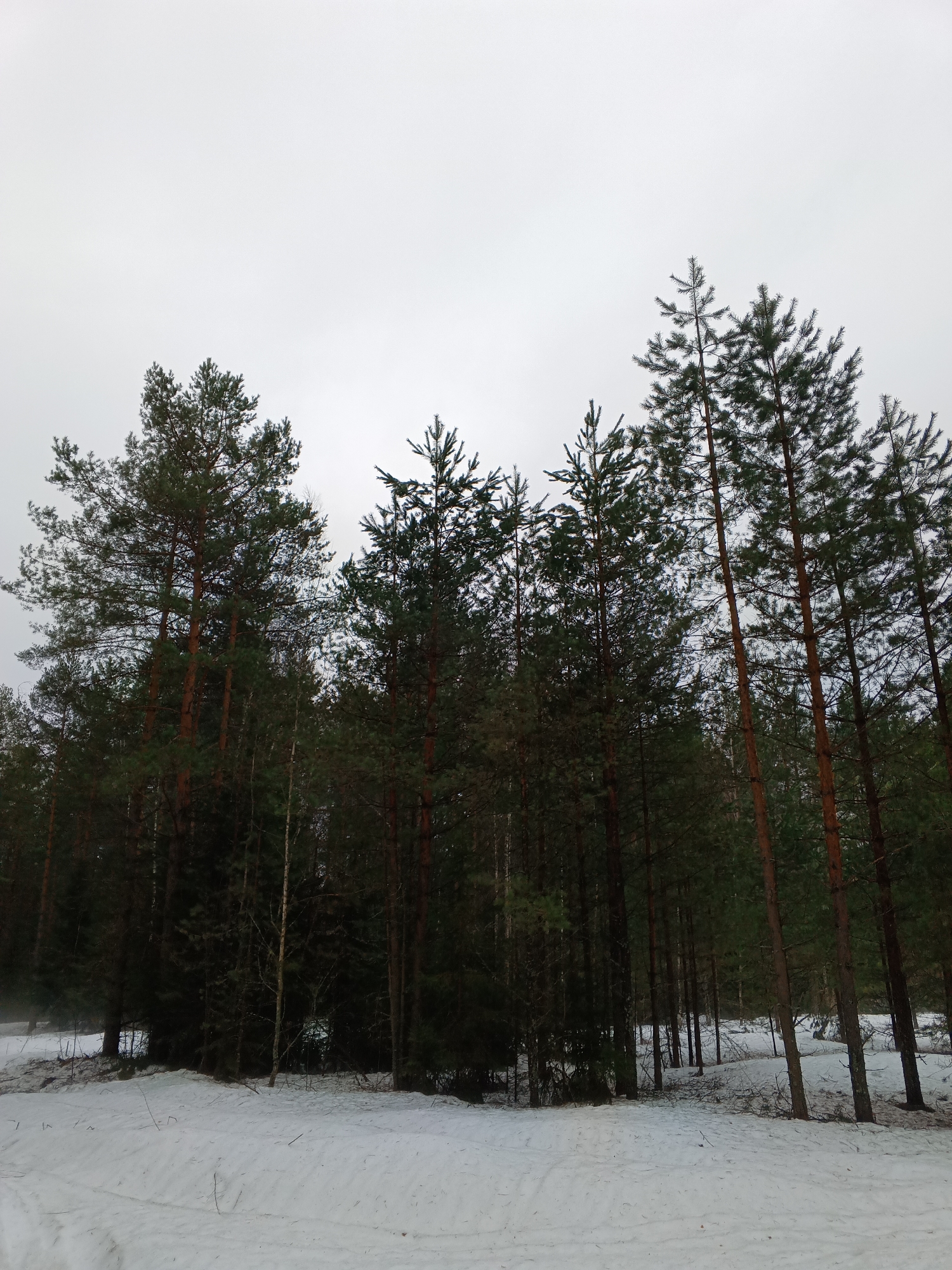 Winter forest path documented in Красный Маяк, Russia