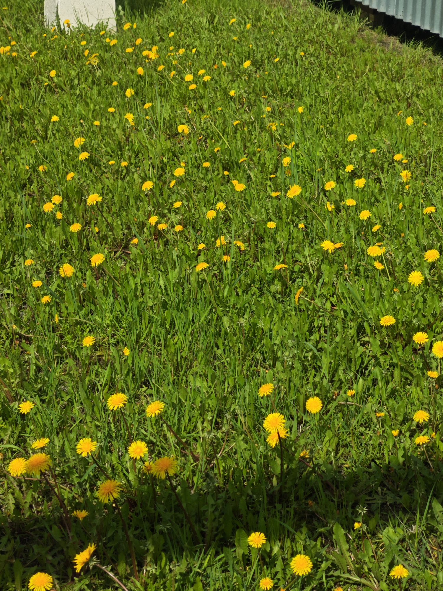 Mixed urban scenes: dandelions, industrial flaring, damaged bike seat
