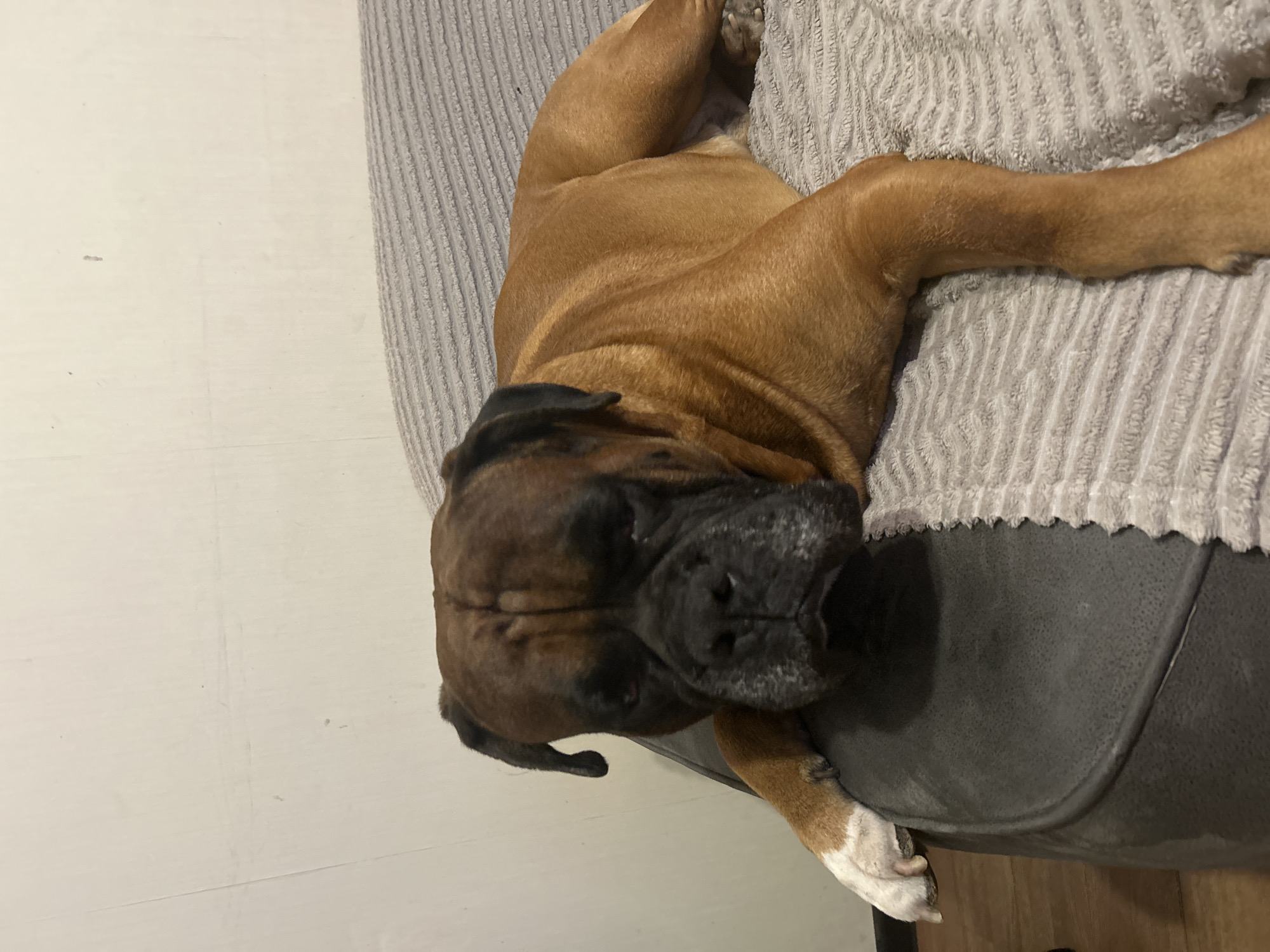 Cozy evening with sleepy boxer dog and home artwork
