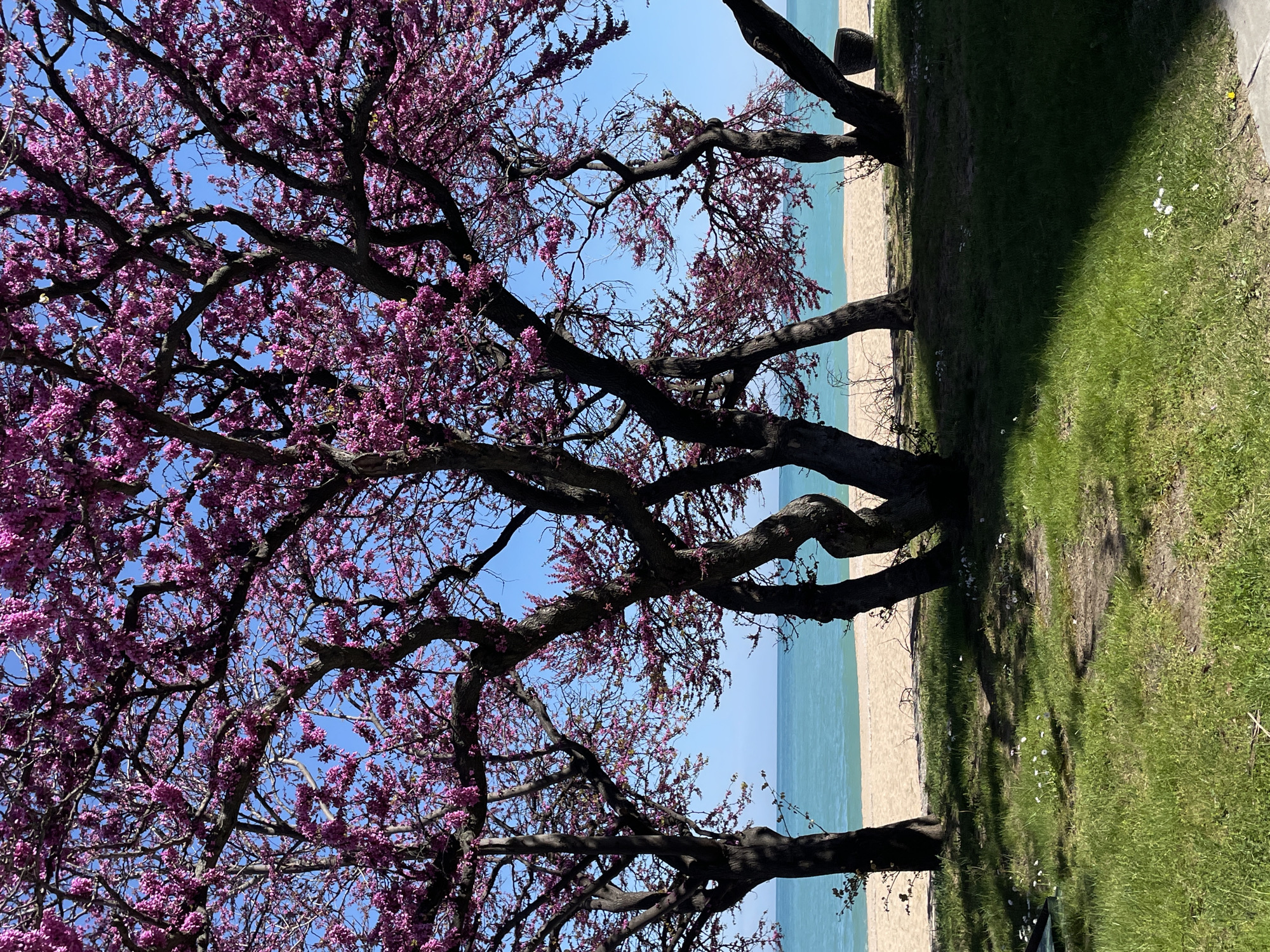 Spring blooms and coastal views documented in Varna, Bulgaria