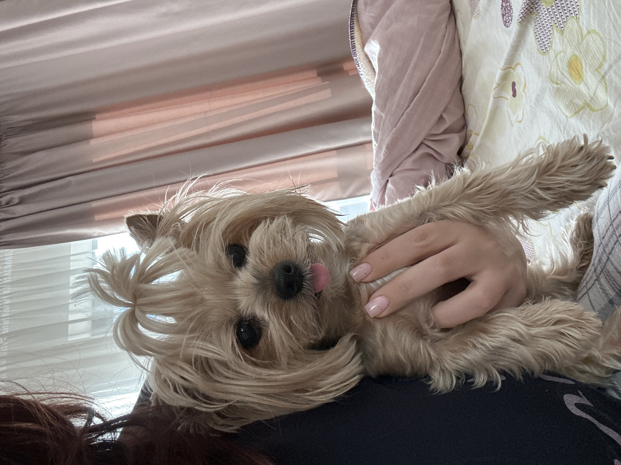 Dog with ponytail held playfully in Sofia
