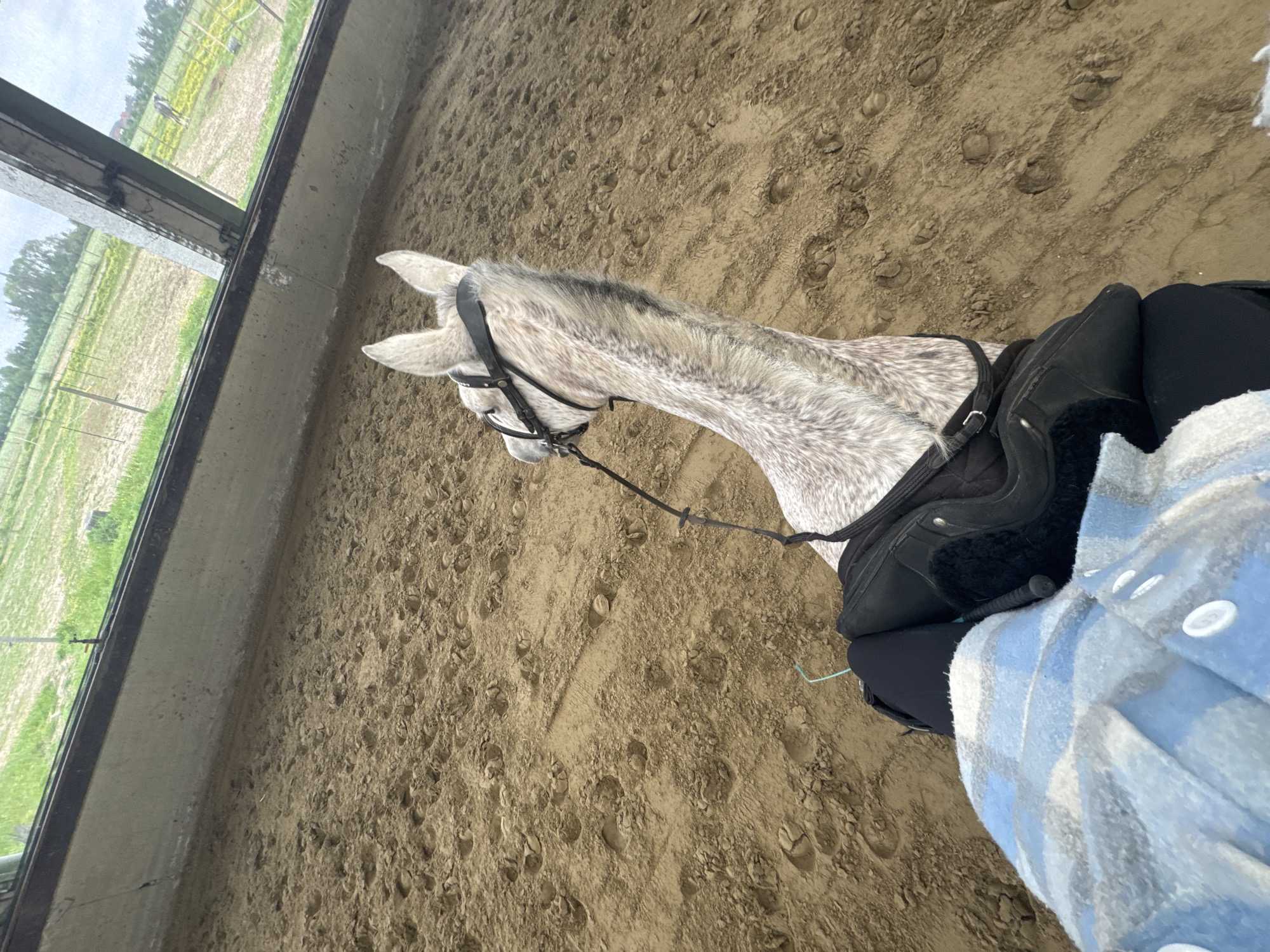 Horse training session documented at Belgian equestrian facility