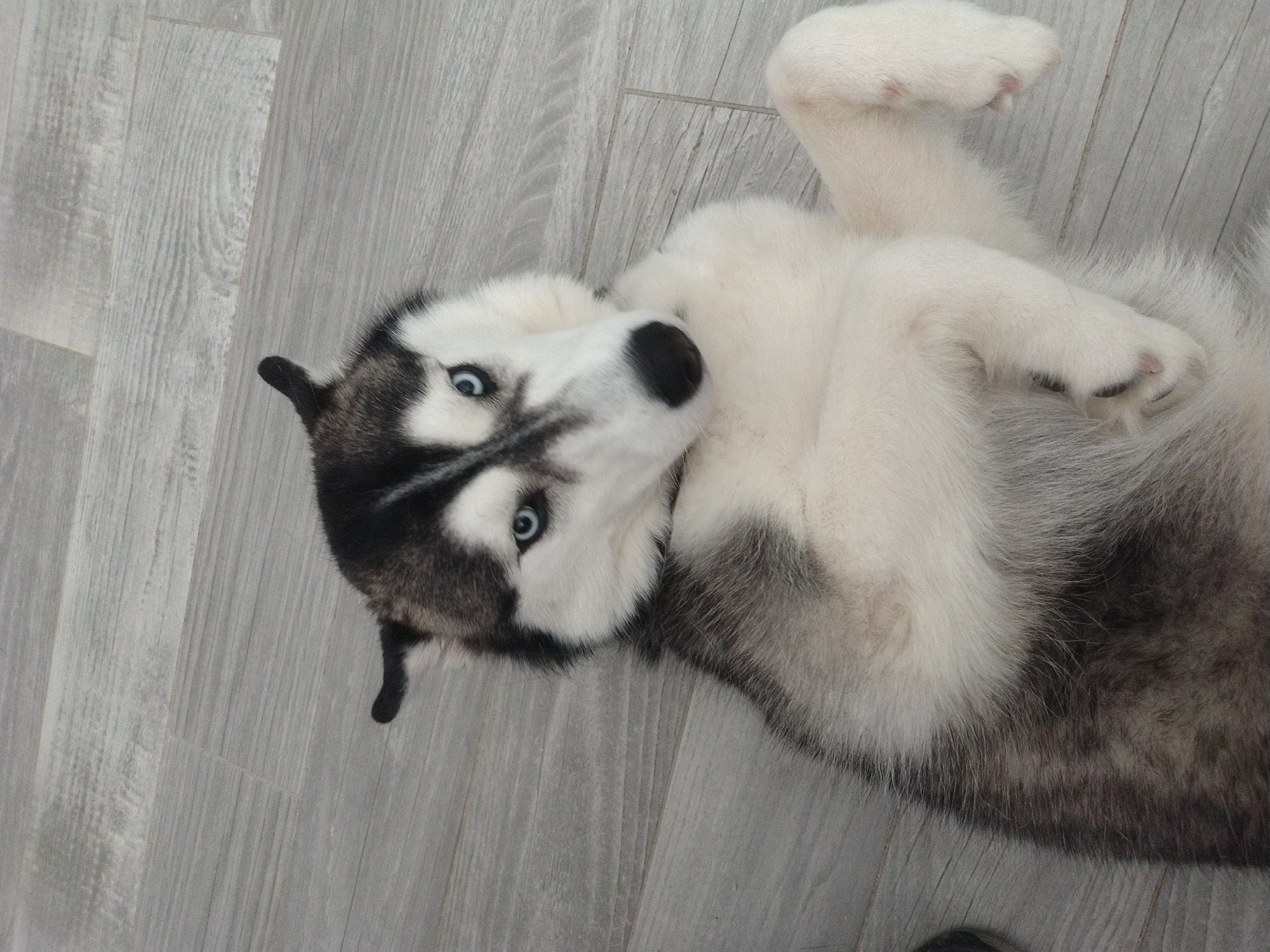Husky plays on floor while cats rest nearby in Luxembourg