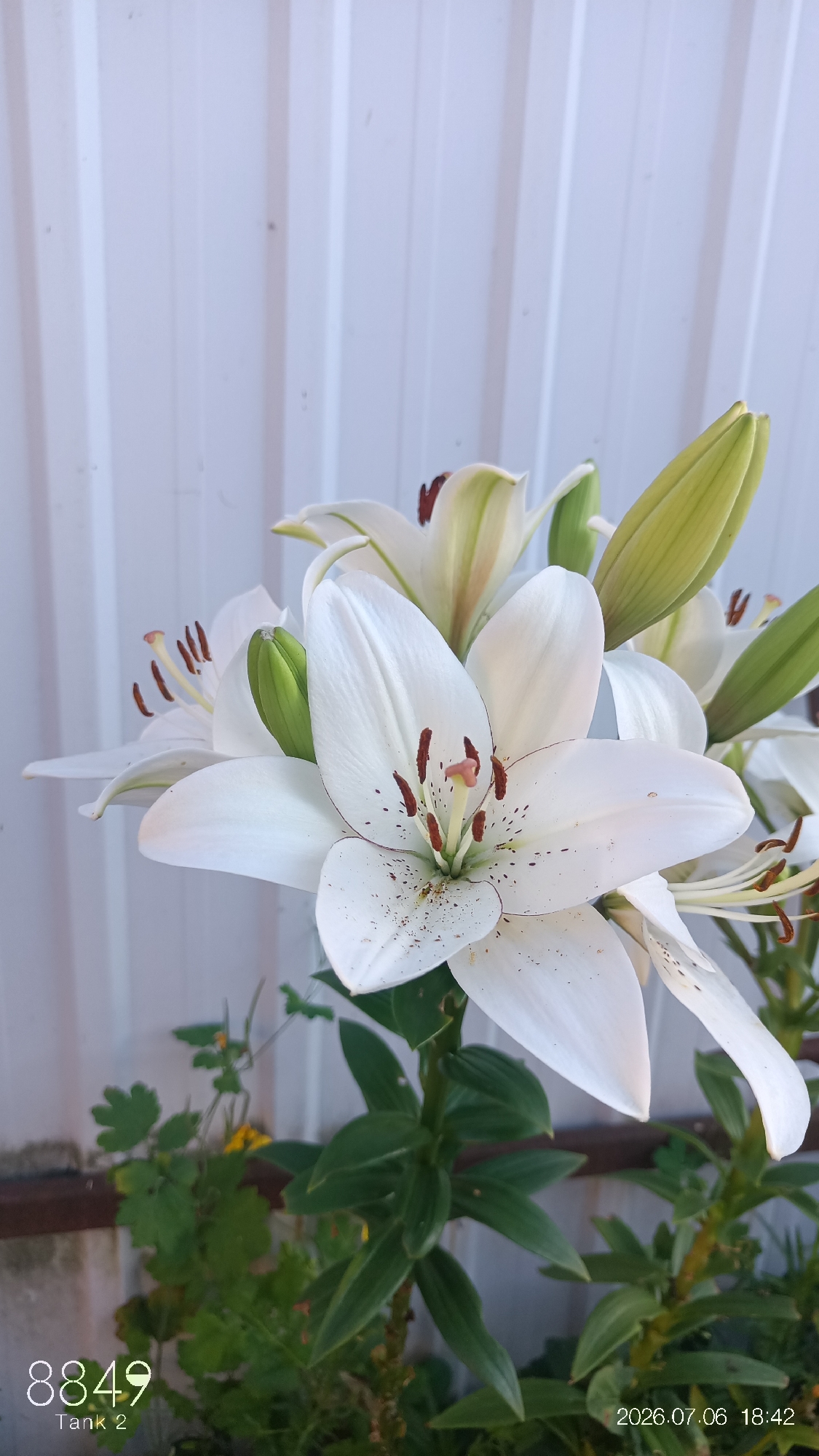 White lilies blooming in a Kotovsk garden