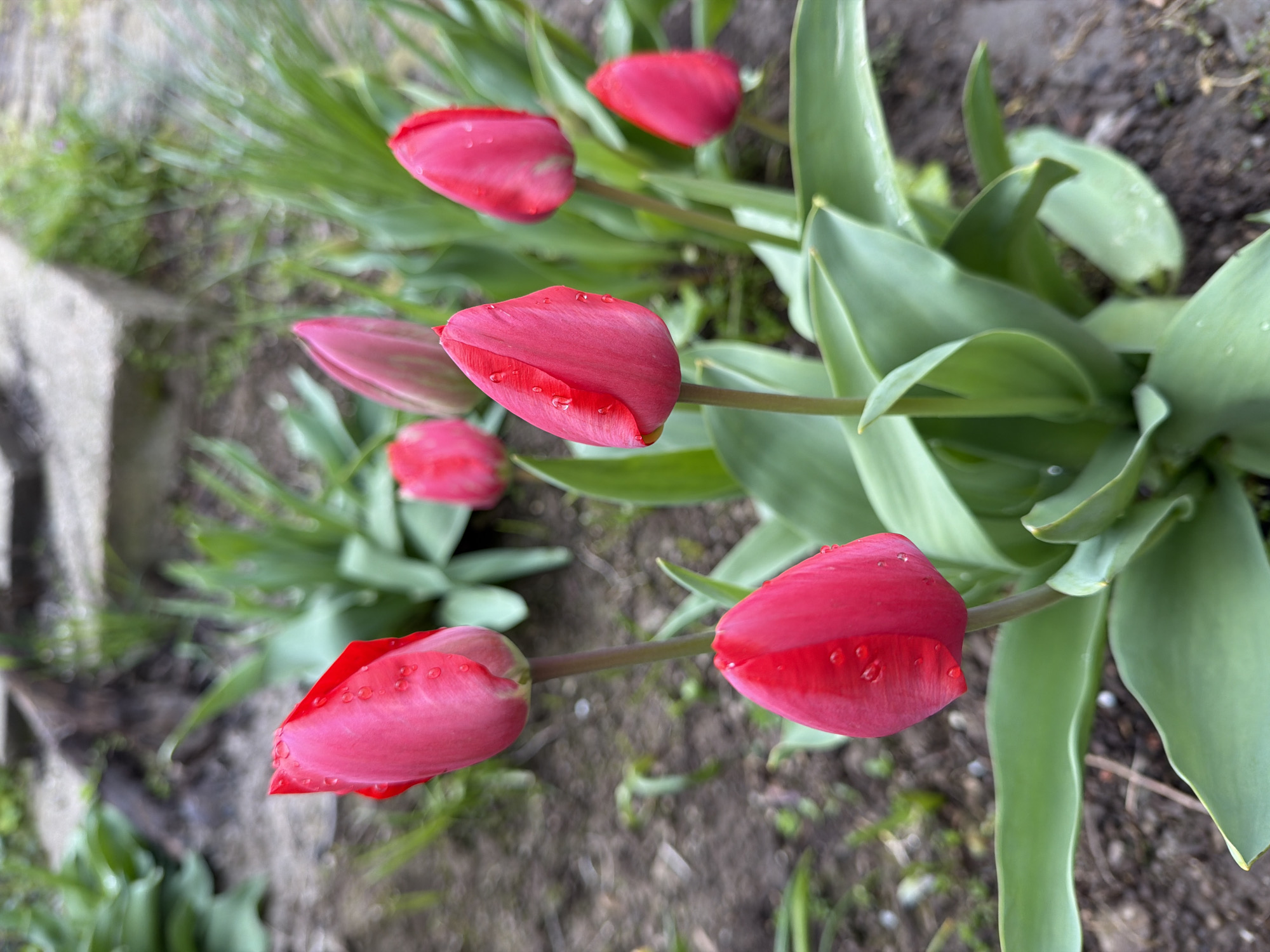 Spring walk documented in Bulgarian village with dogs, flowers
