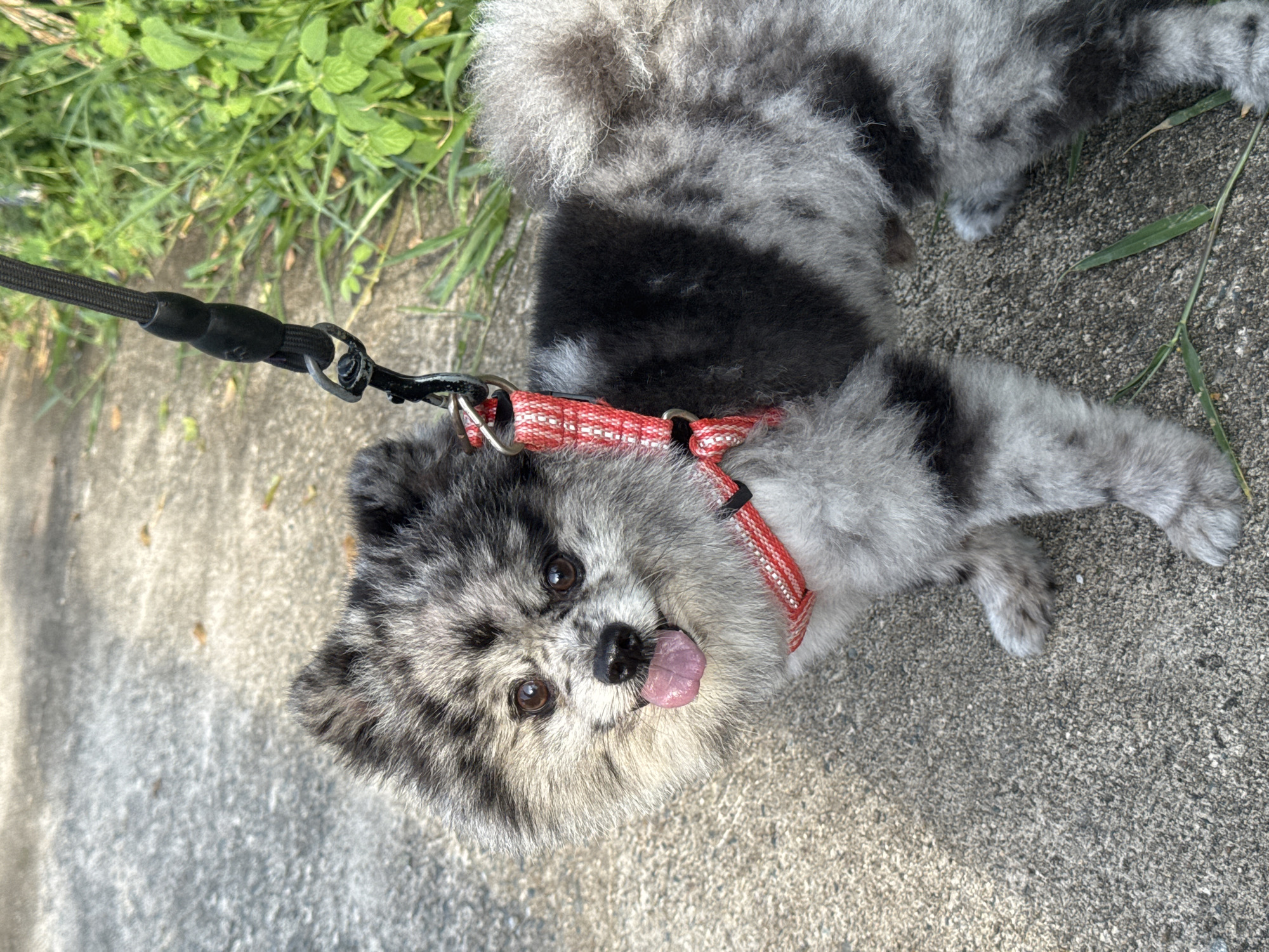 Merle Pomeranian photographed from every angle in Mũi Né