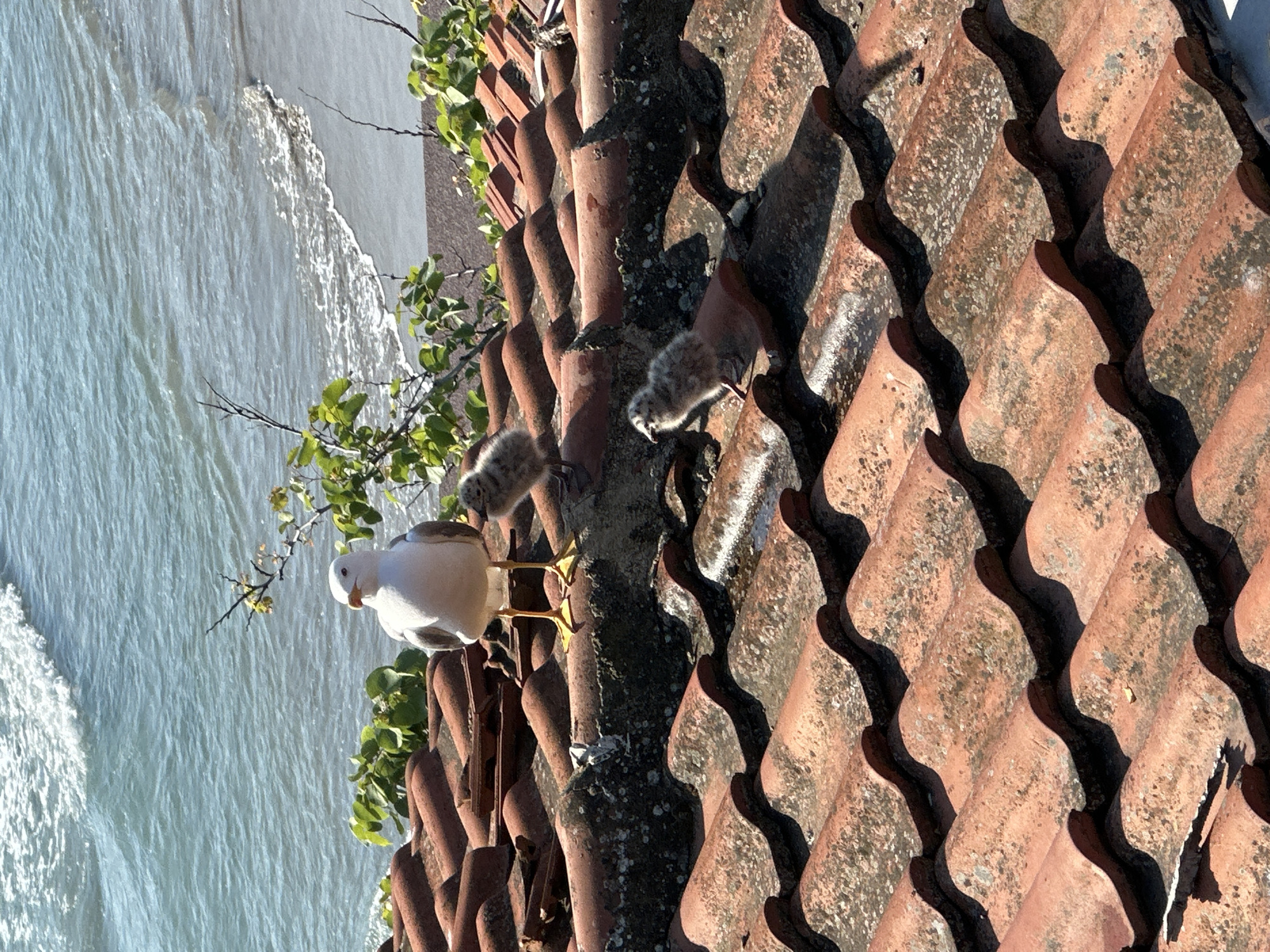 Family of birds spotted on coastal terracotta roof