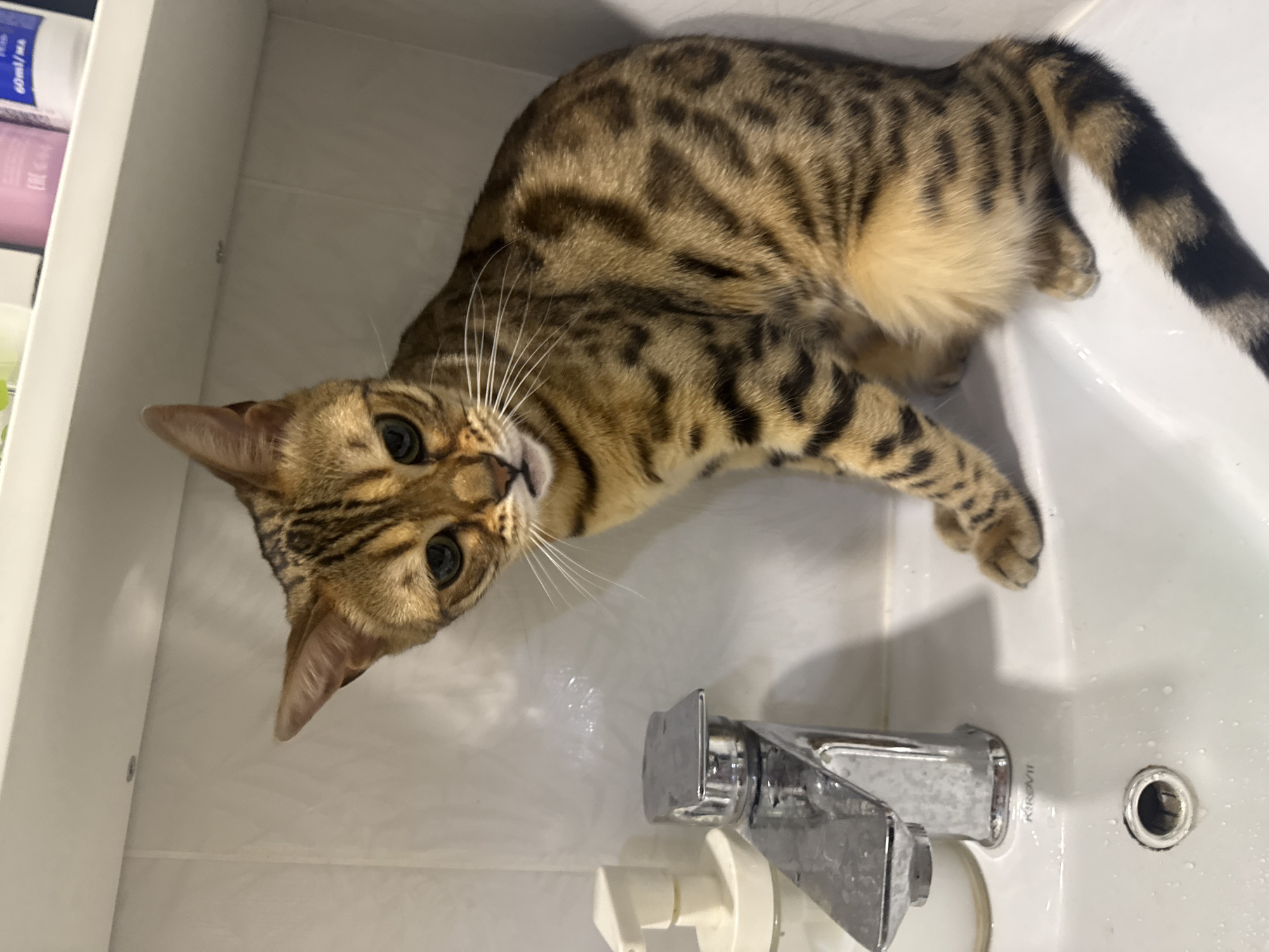 Bengal cat and kid share a lazy evening at home