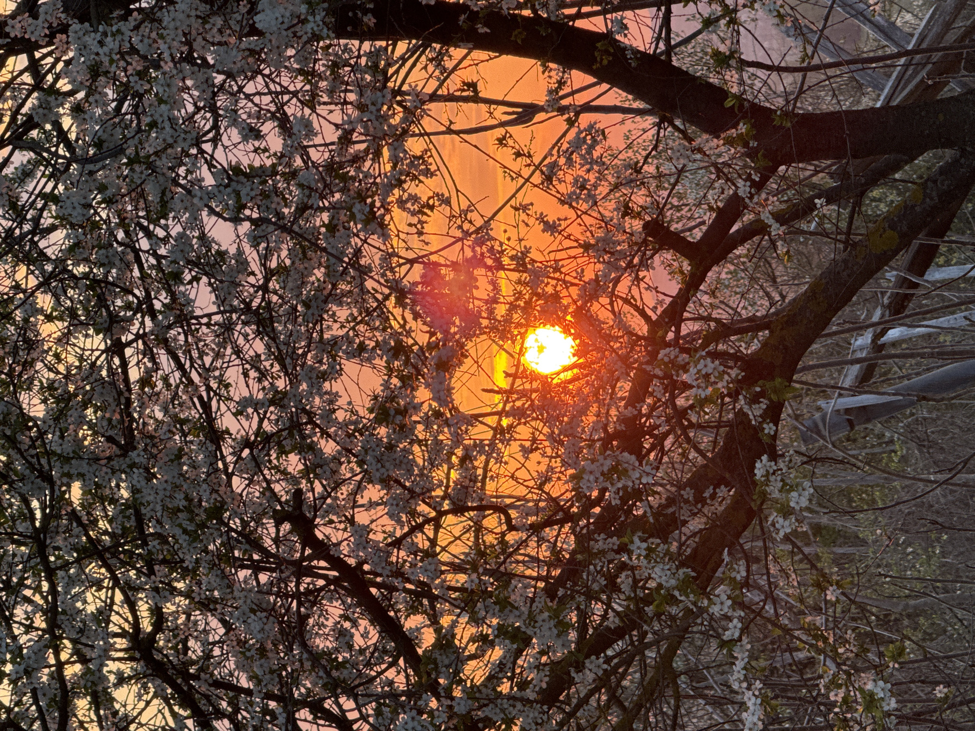 Spring sunset captured through blooming trees in Bulgarian village