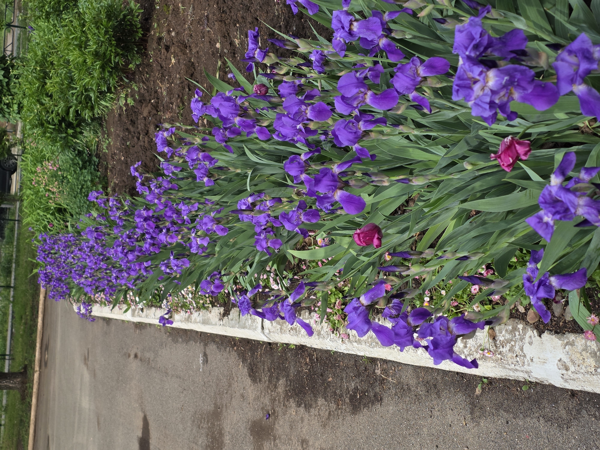 Everyday moments captured: garden blooms, child at play, woman resting