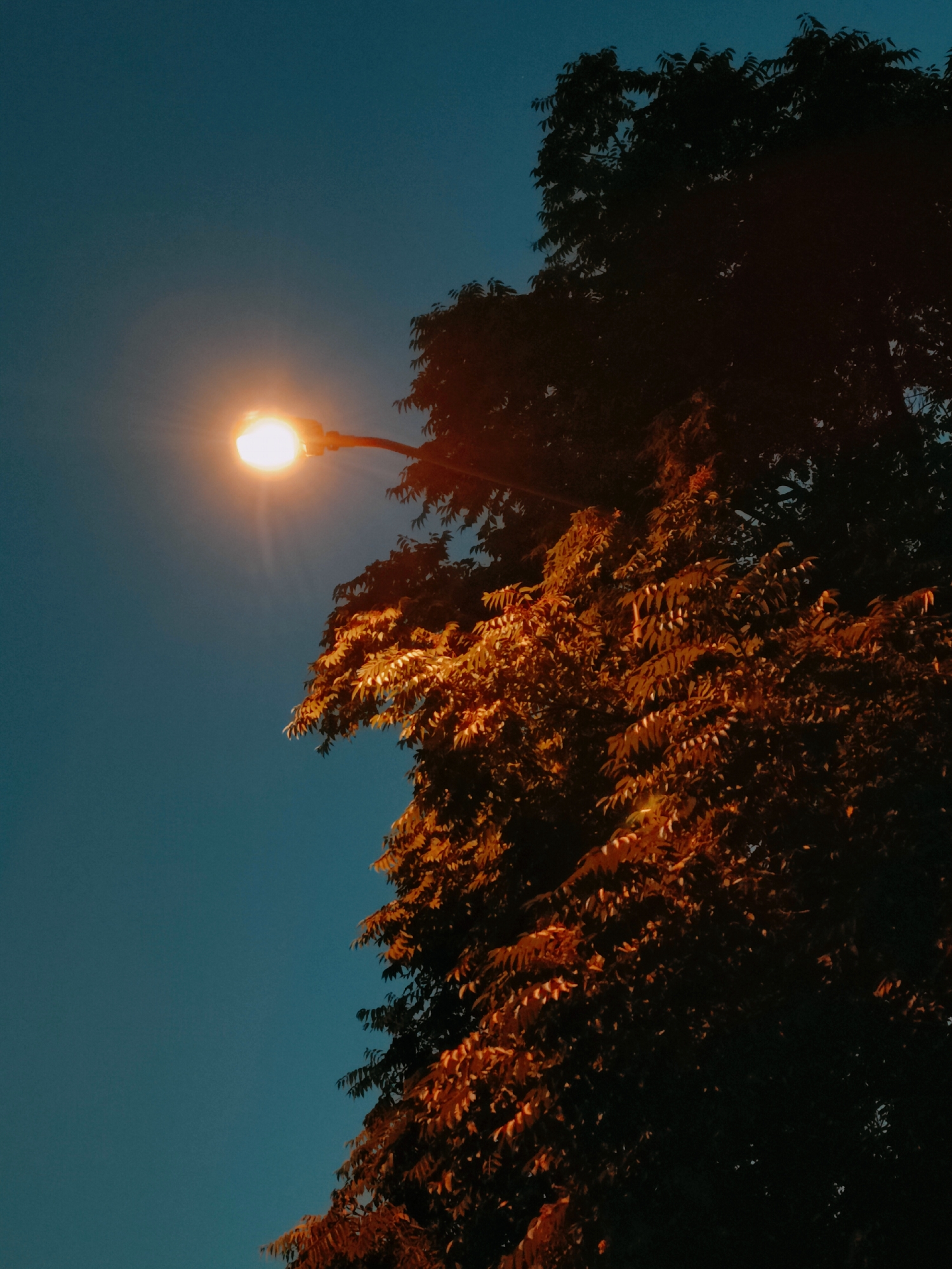 Street lamp and tree at dusk in Murska Sobota