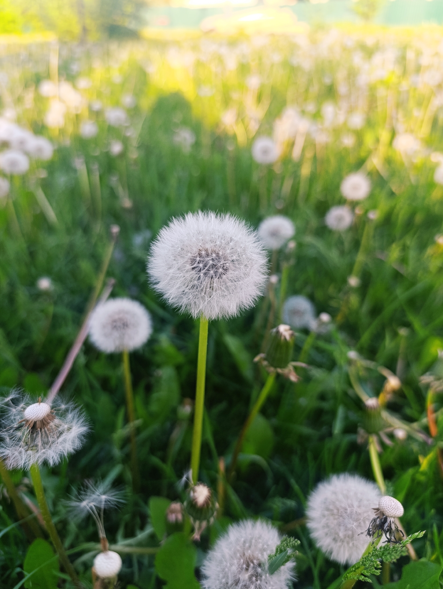 Spring day park scenes with blooming flowers and families