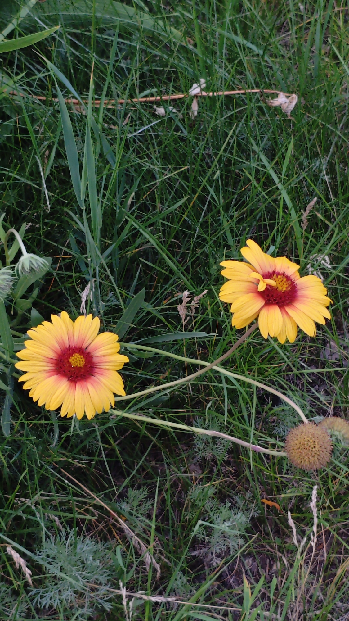Wildflowers up close and a curious moment at the playground