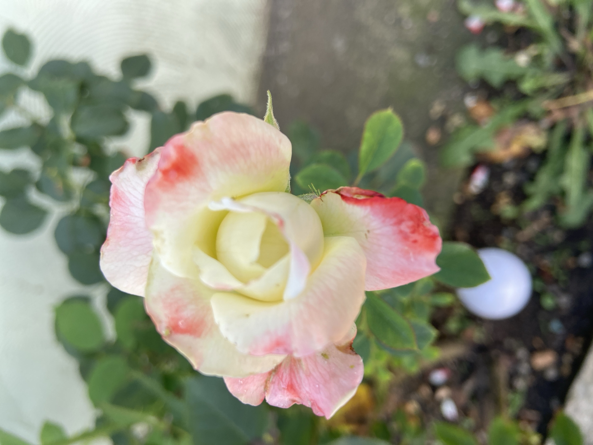 Roses, fruit, and a cat in a Stavropol garden