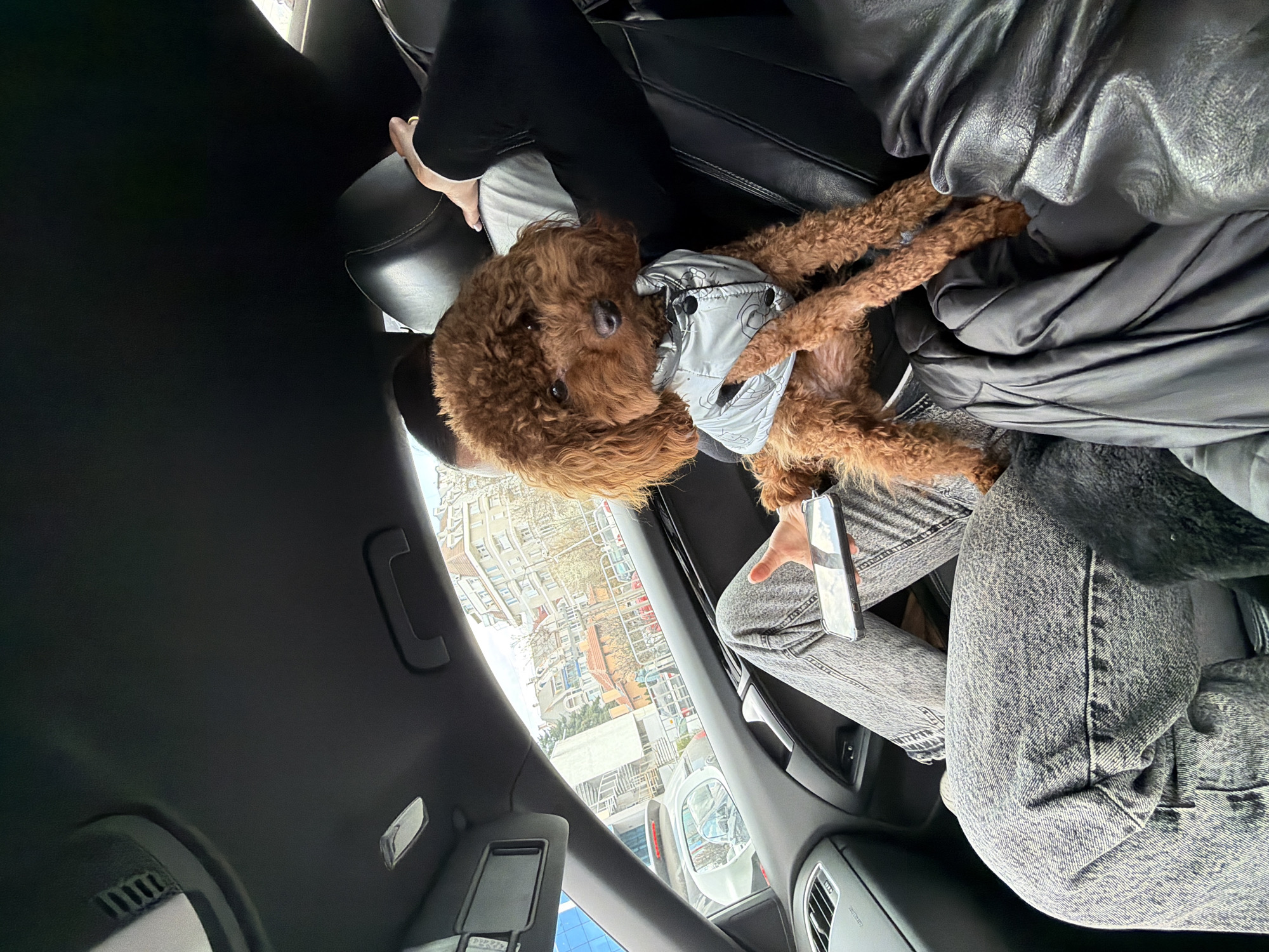 Car journey through Sofia with dog and traffic scenes
