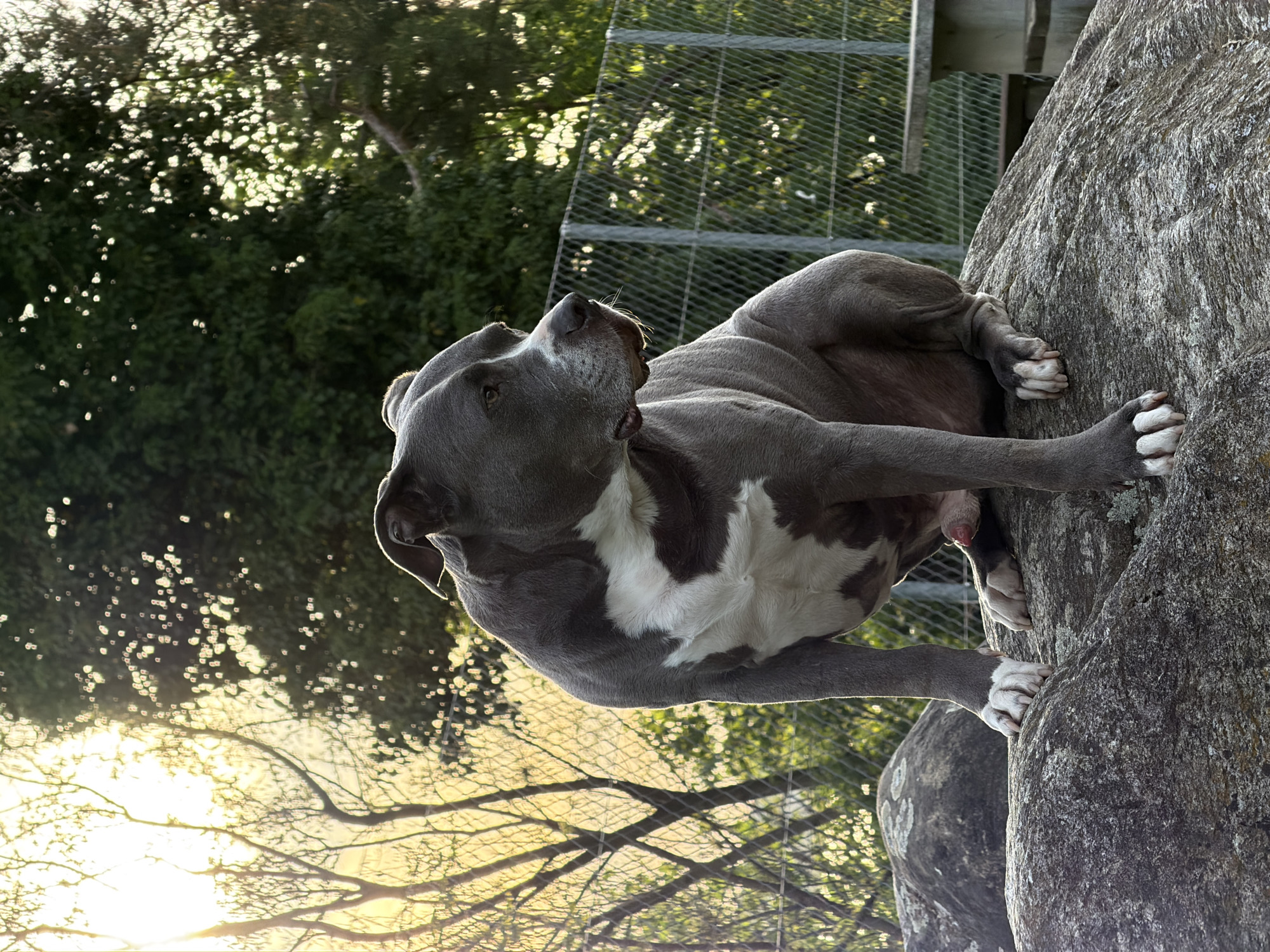Dog climbs rock face in Swiss village