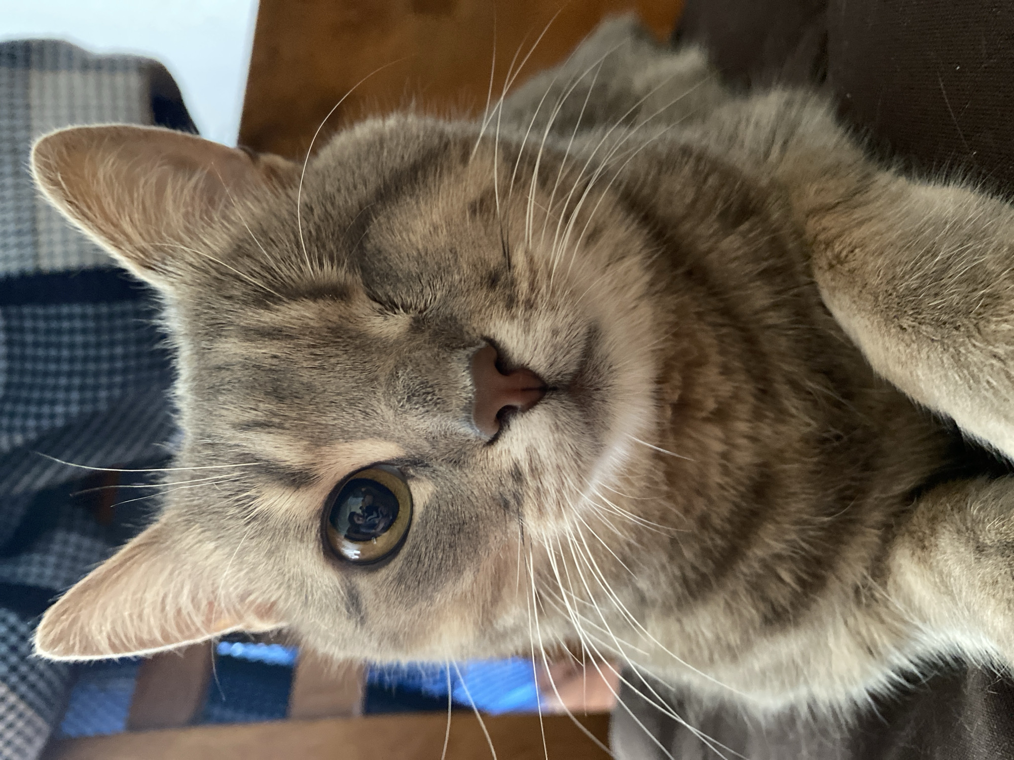 Cats at rest: eight portraits of feline downtime