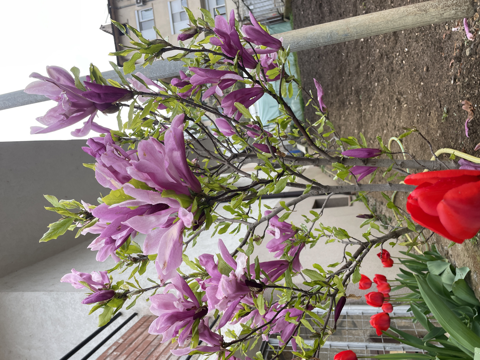 Spring day captured in scenic Bulgarian town Zlatograd