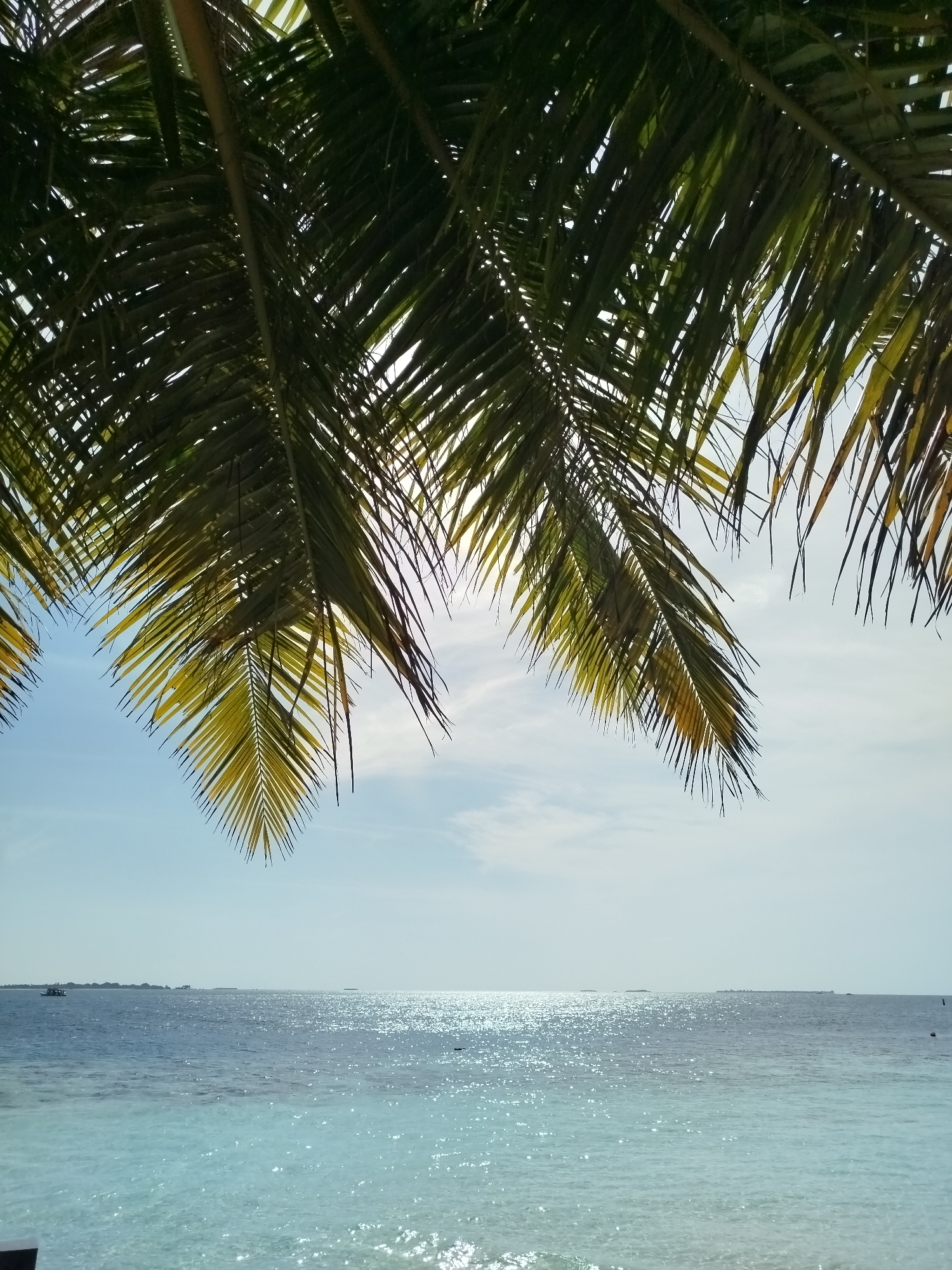 Palm fronds and open ocean on a Maldives shoreline