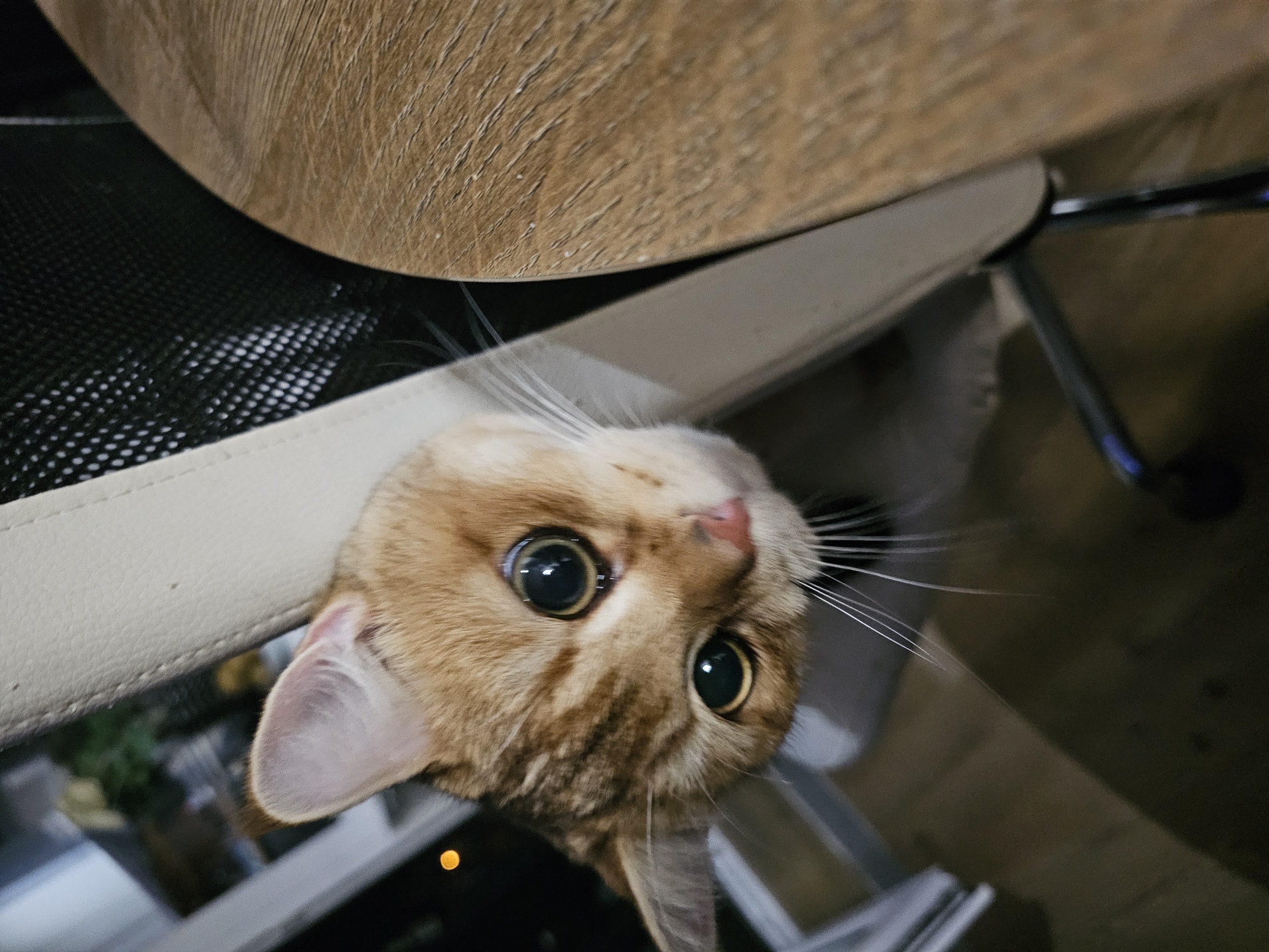 Orange tabby peeks around furniture, wide-eyed and curious