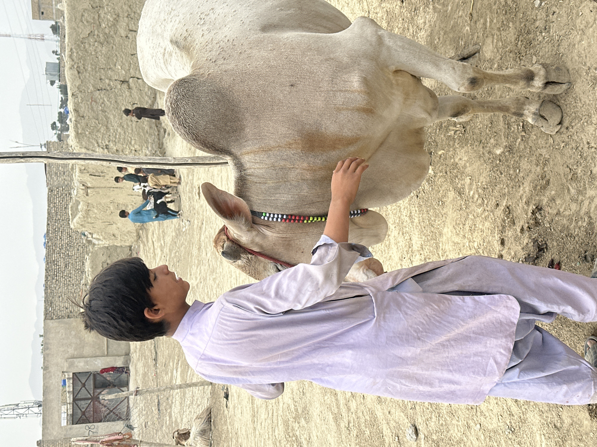 Livestock market activity captured in Quetta, Pakistan